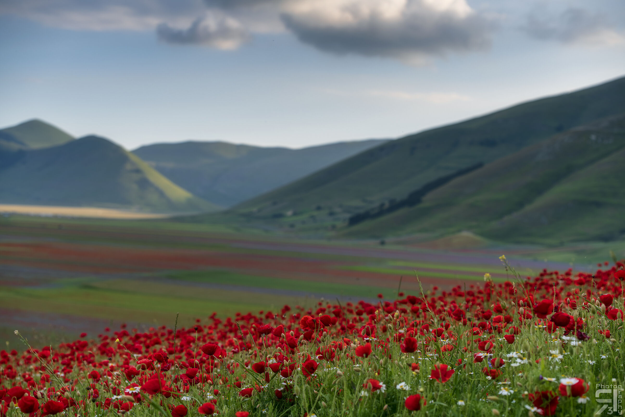 Red poppies at sunset