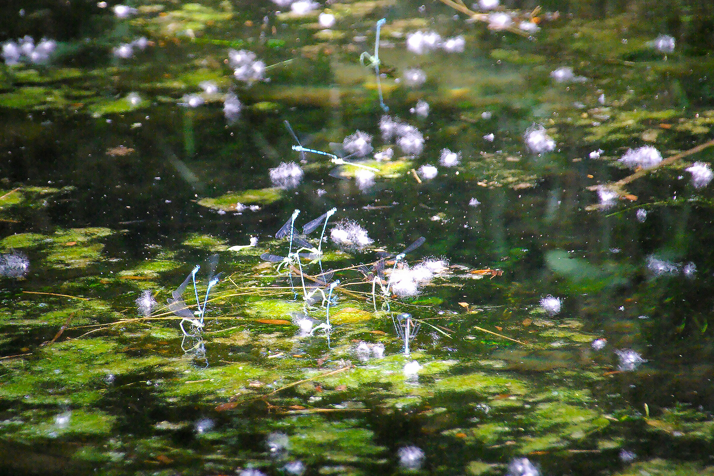 Mating dragonflies