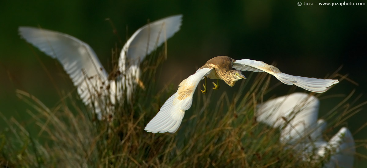 Ardeola ralloides (Sgarza Ciuffetto), 003293