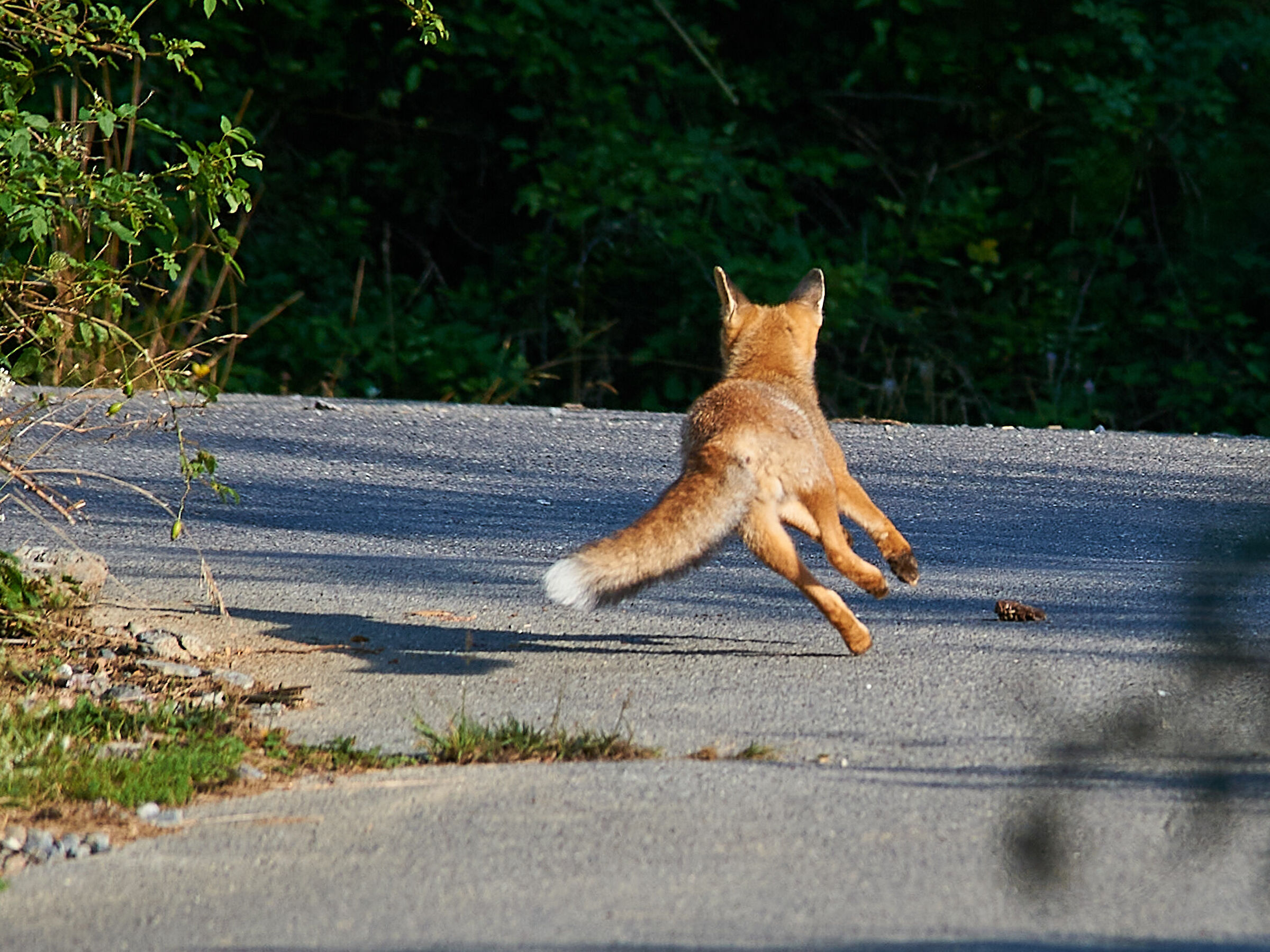 Volpe in controsterzo...