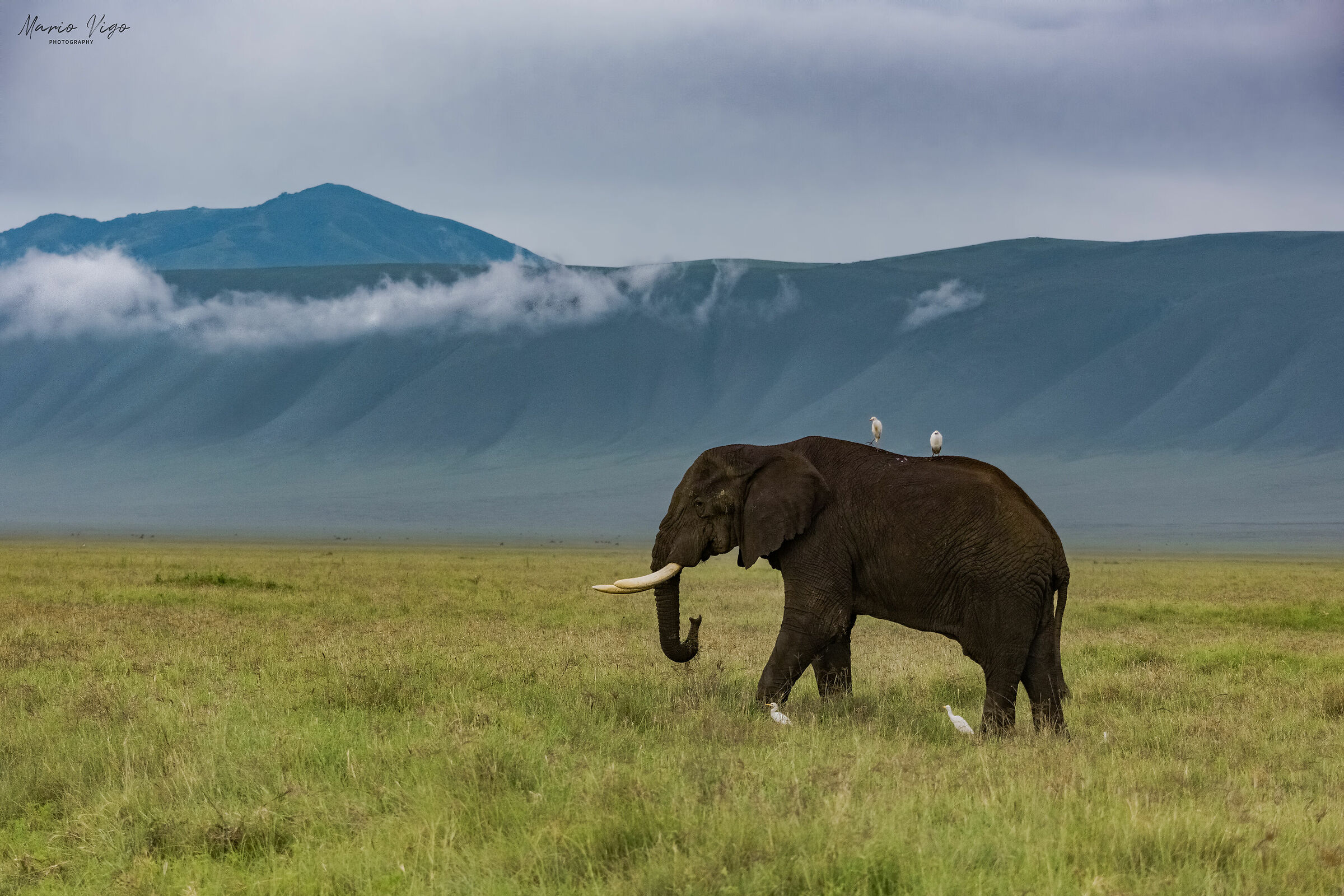 Ngorongoro