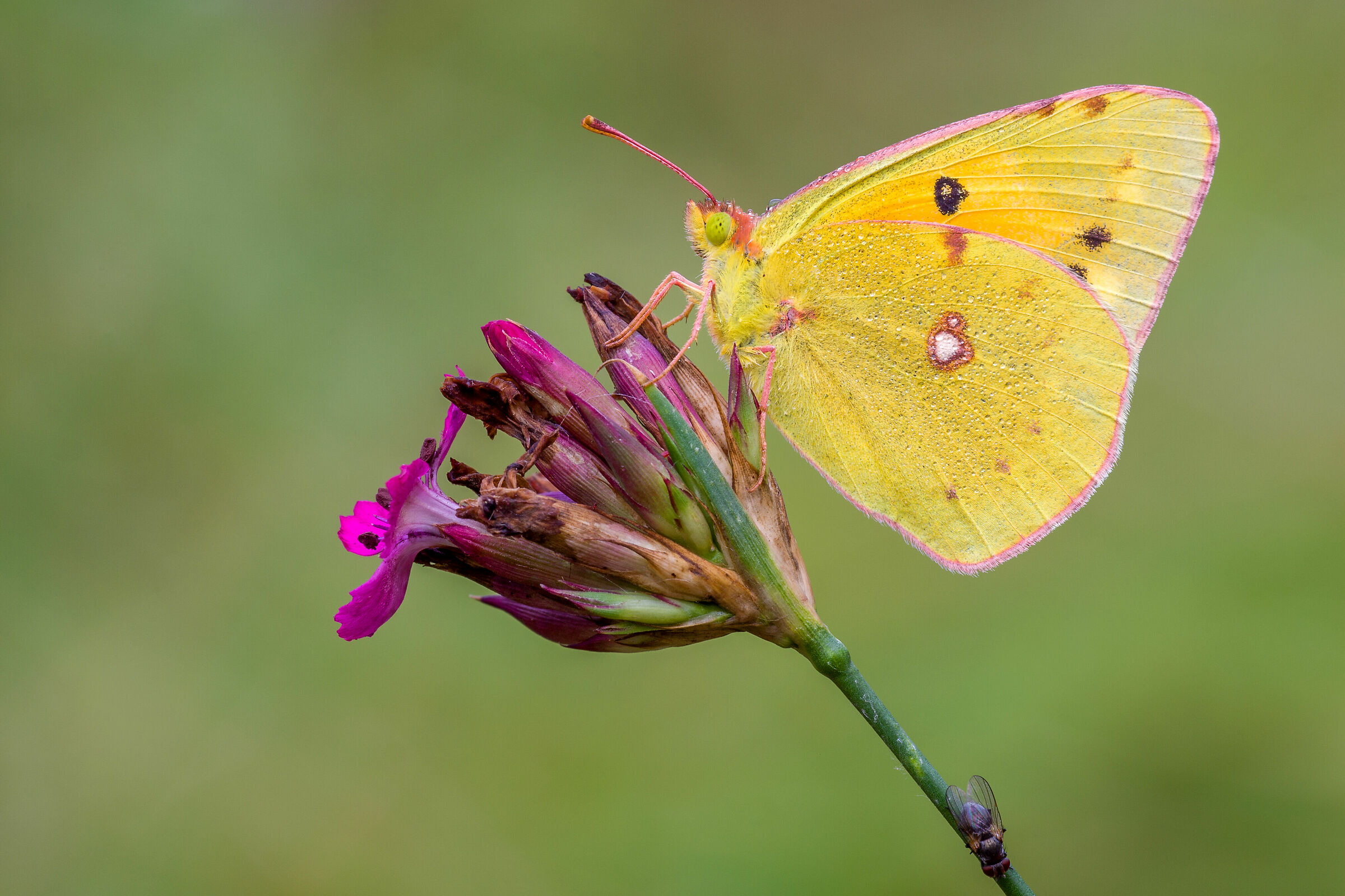 pieris collisa cross