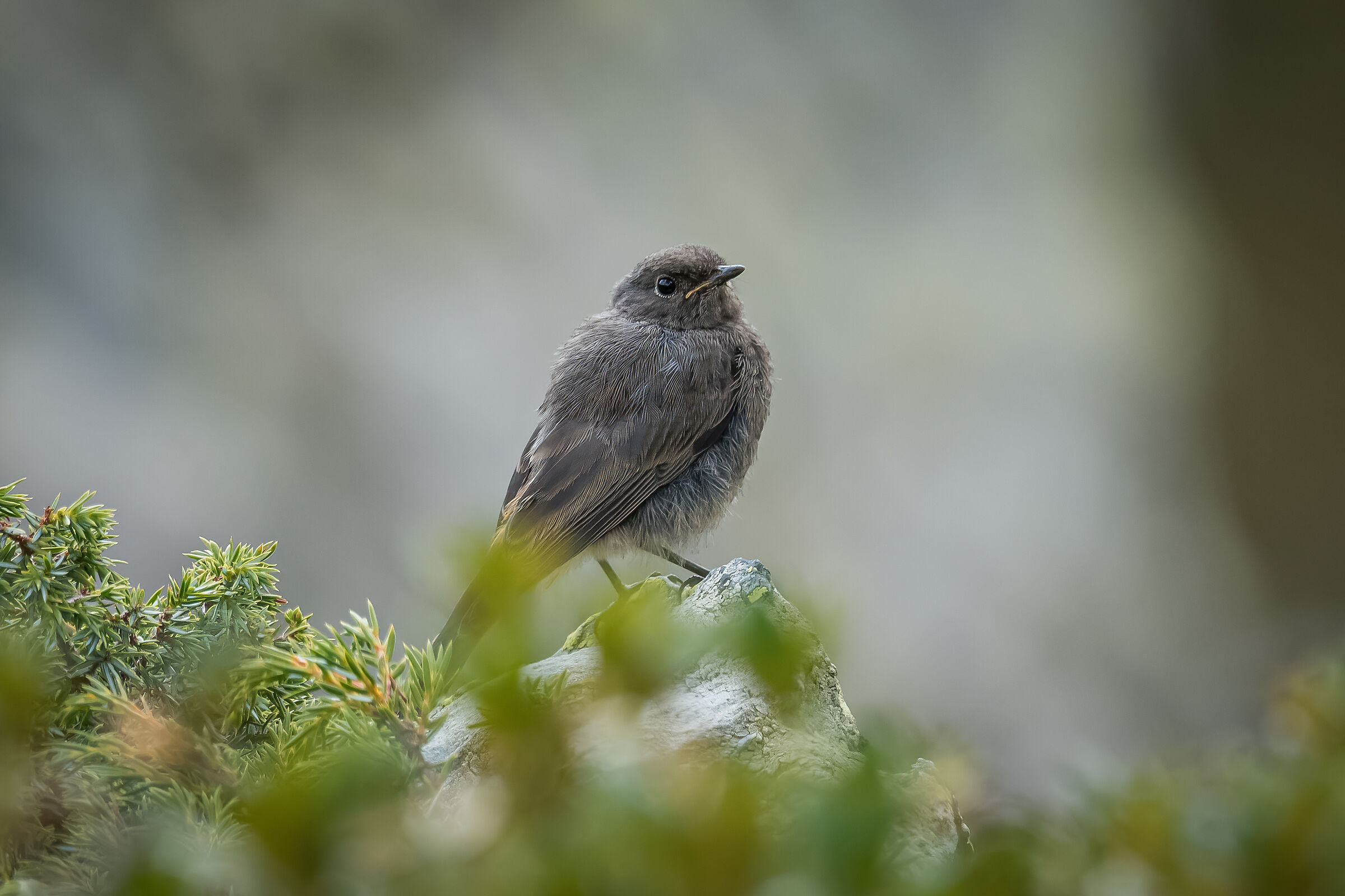 Il pullo (codirosso spazzacamino)