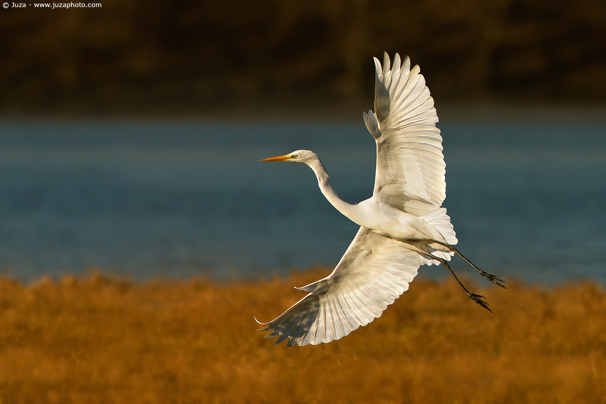 Egretta alba (White Heron), 006904