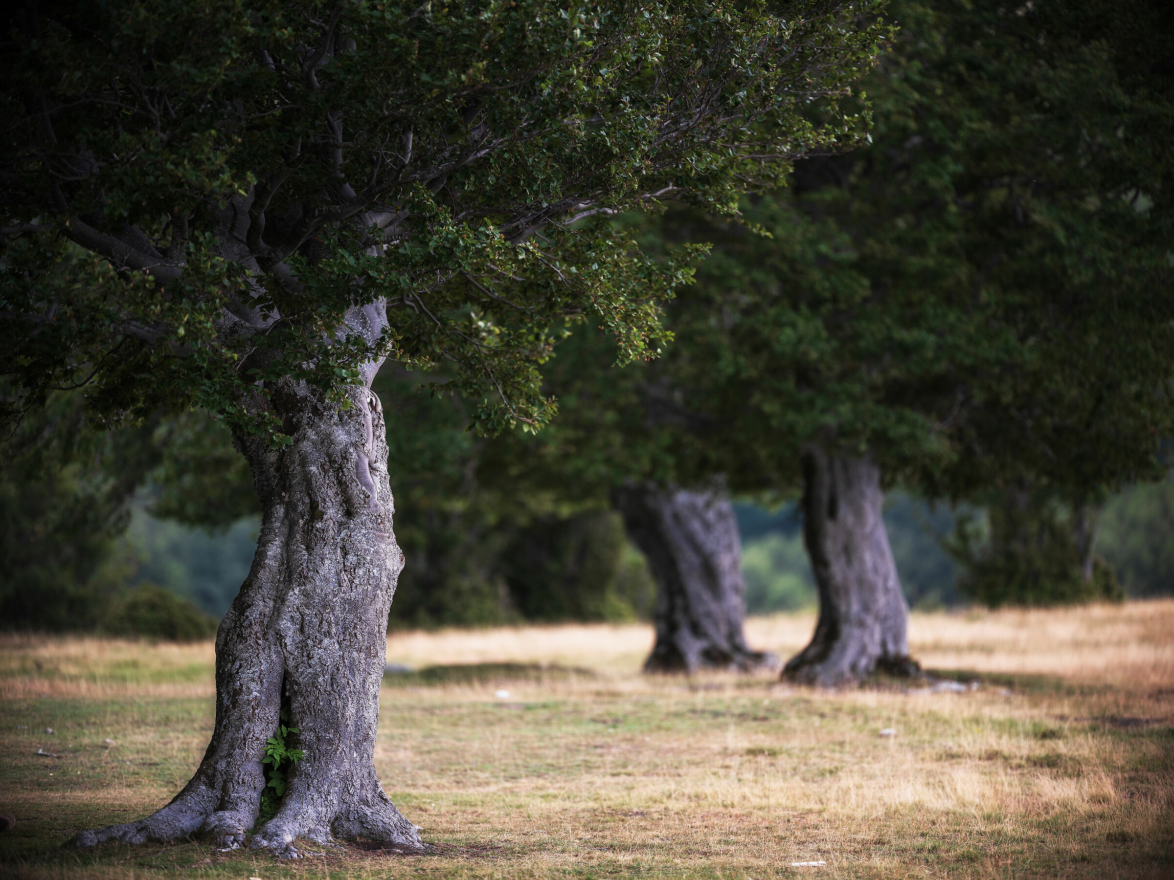 Beech trees of Sara's Meadows