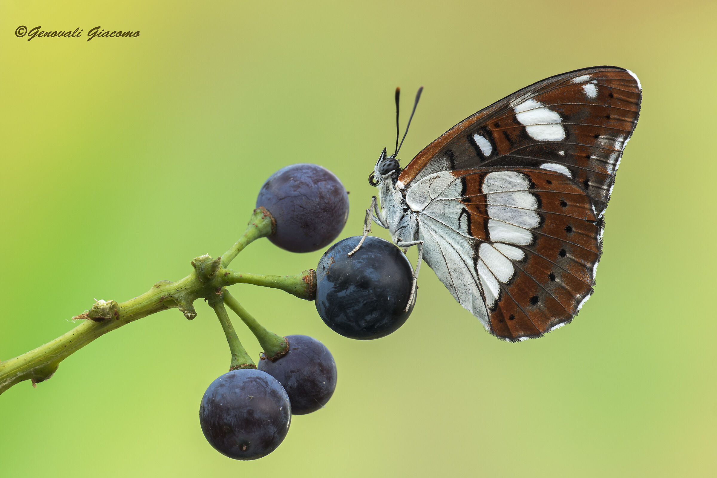 reducta (the little silavano)