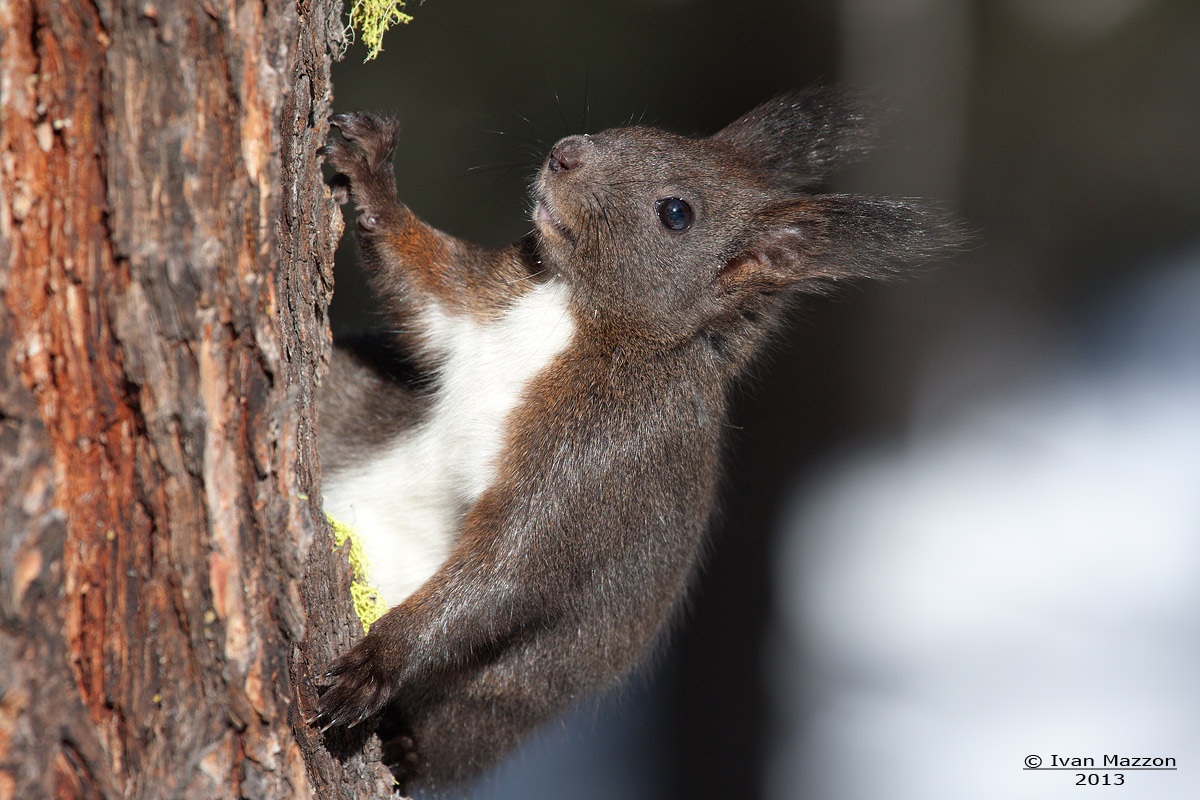 Squirrel (Sciurus vulgaris)