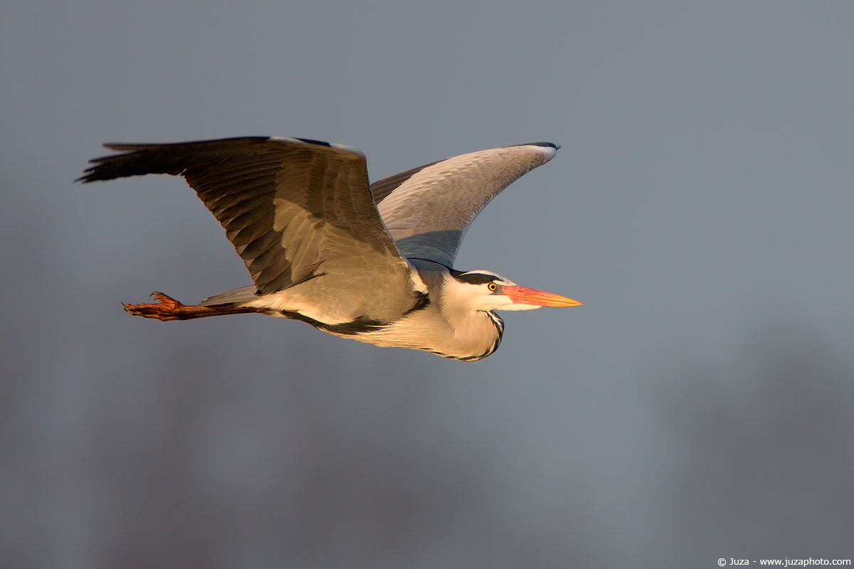 Ardea cinerea (Airone Cenerino), 007072