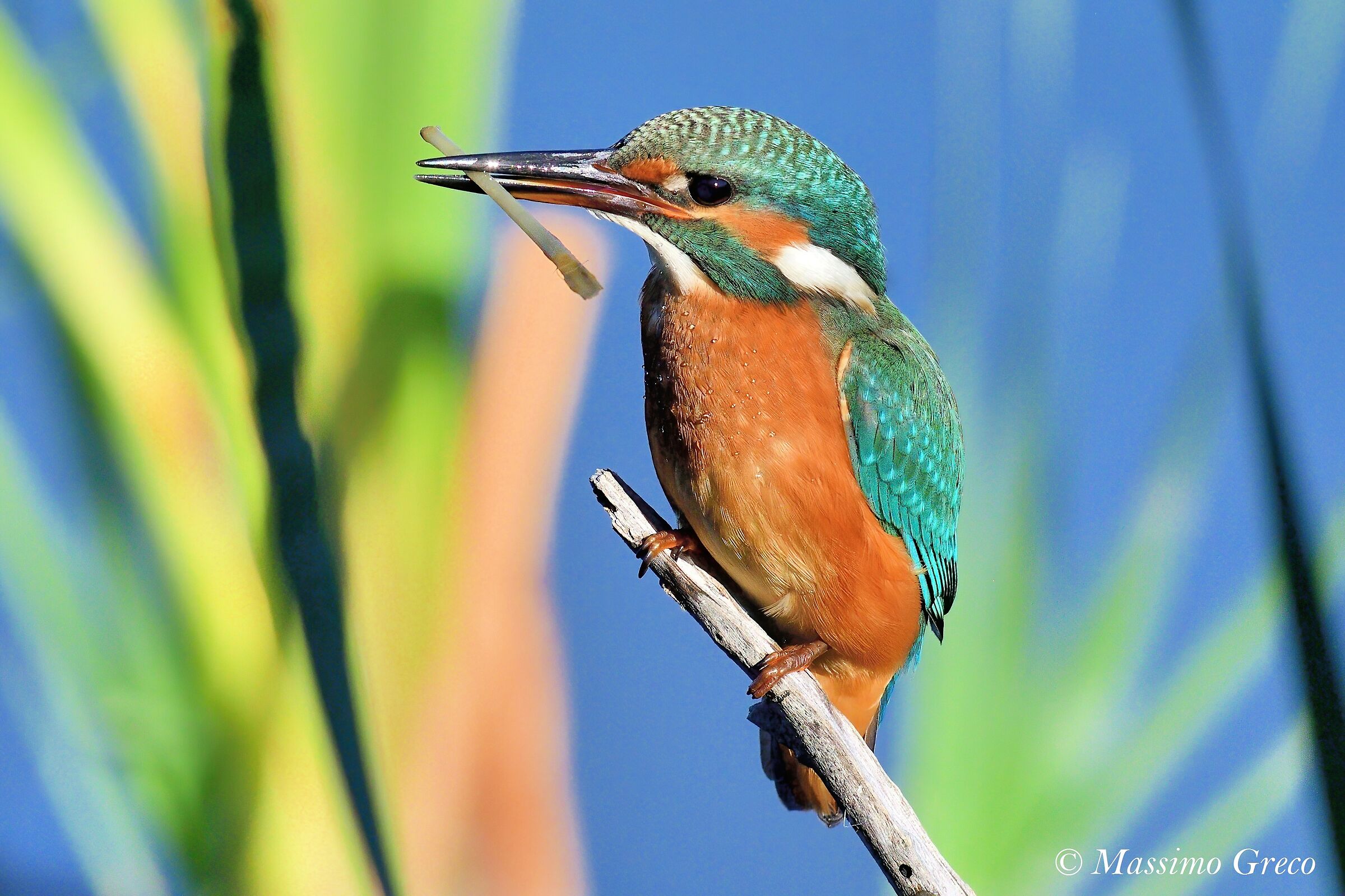 Kingfisher