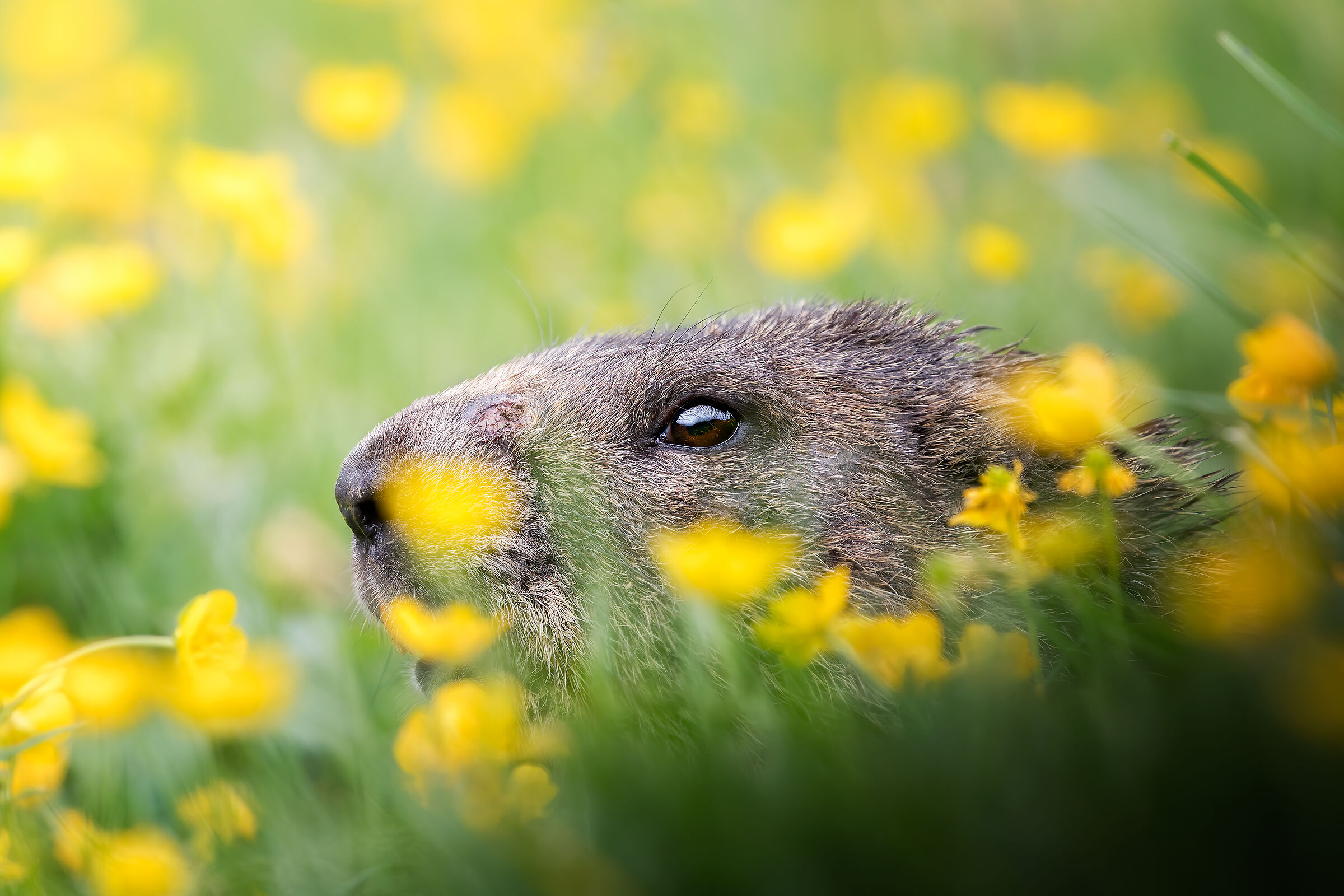 Giocando a nascondersi