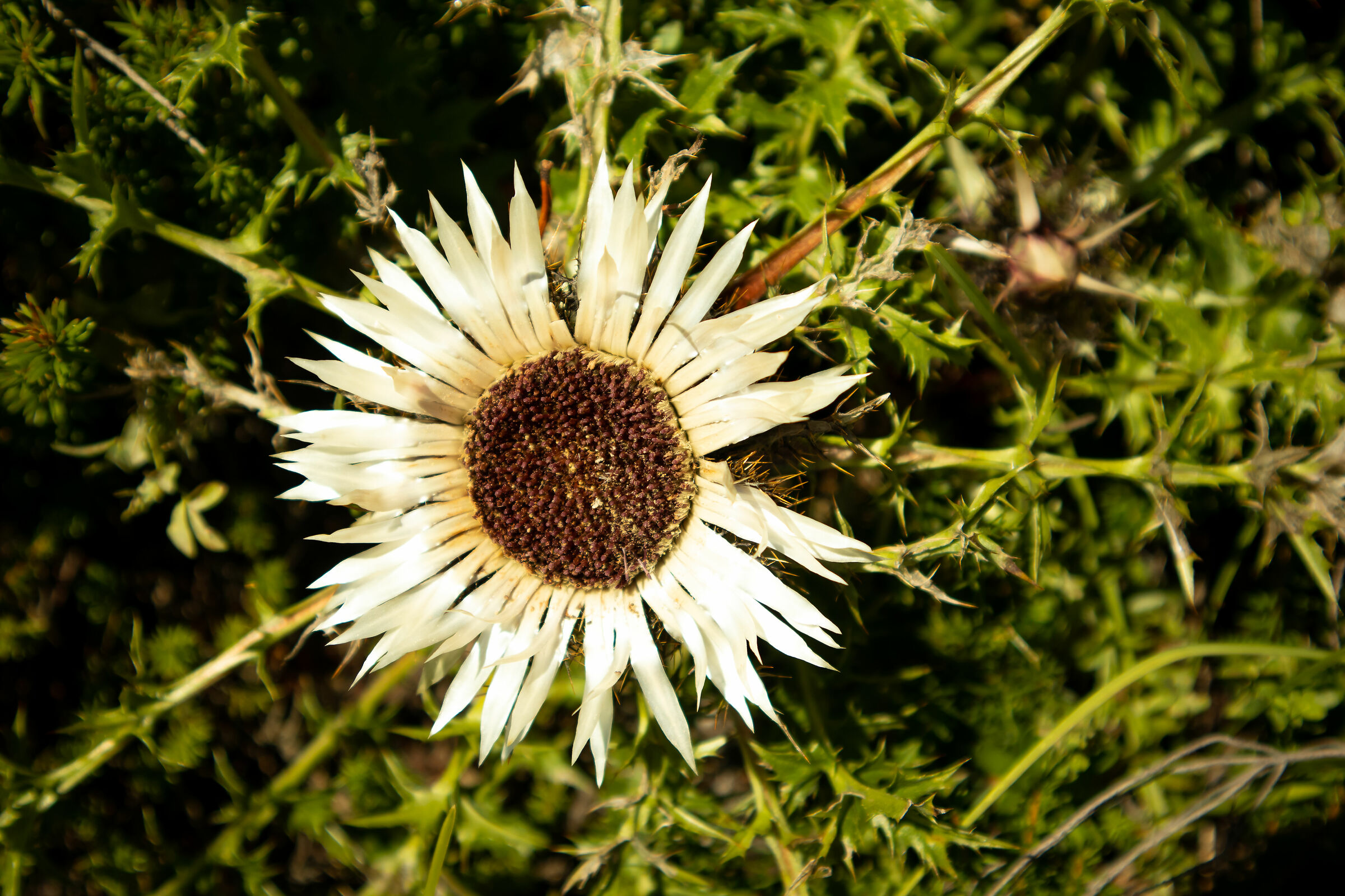Thistle 52 galleries