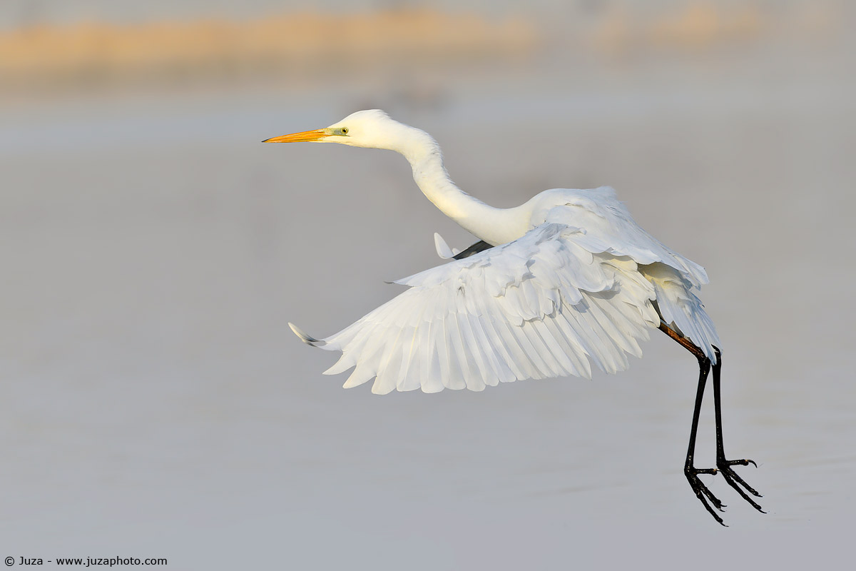 Egretta alba (Airone Bianco), 009147