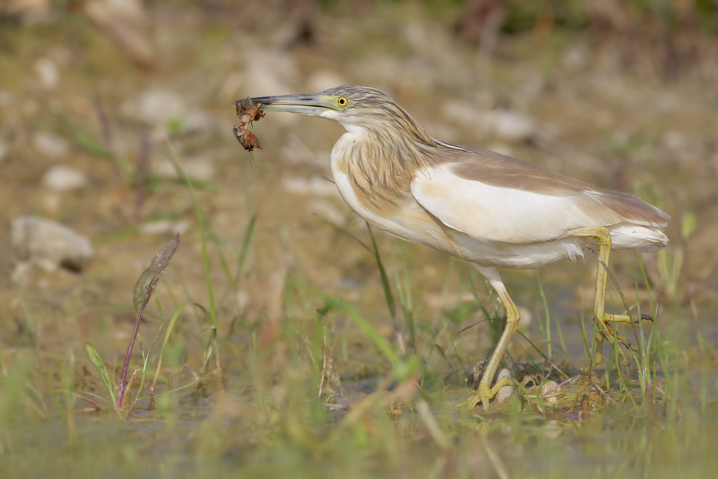 Tufted sgarza