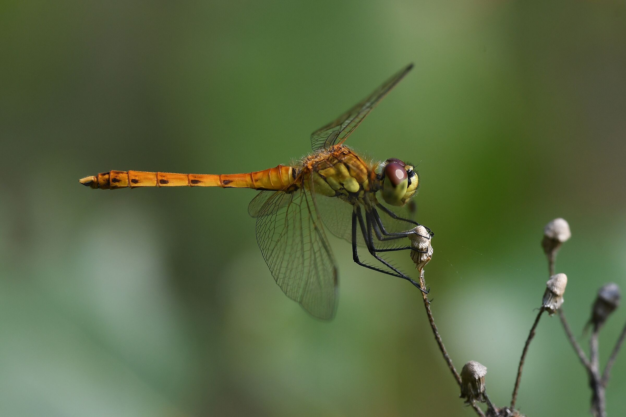 Sympetrum depressiusculum