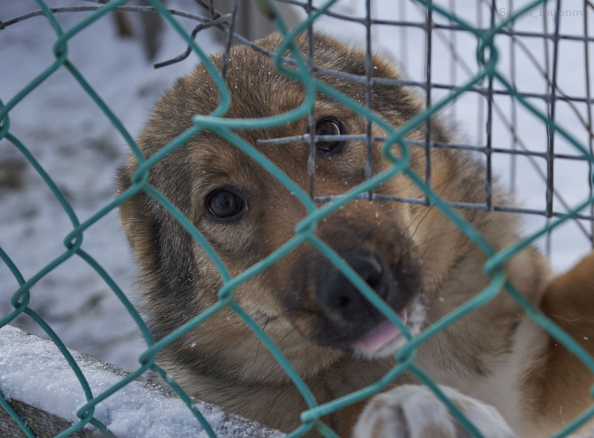 Aw, look at my soft dog.