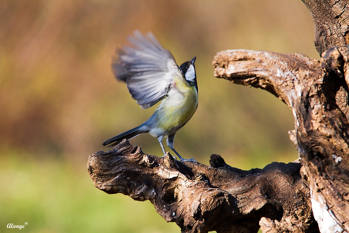 La danza della Cinciallegra