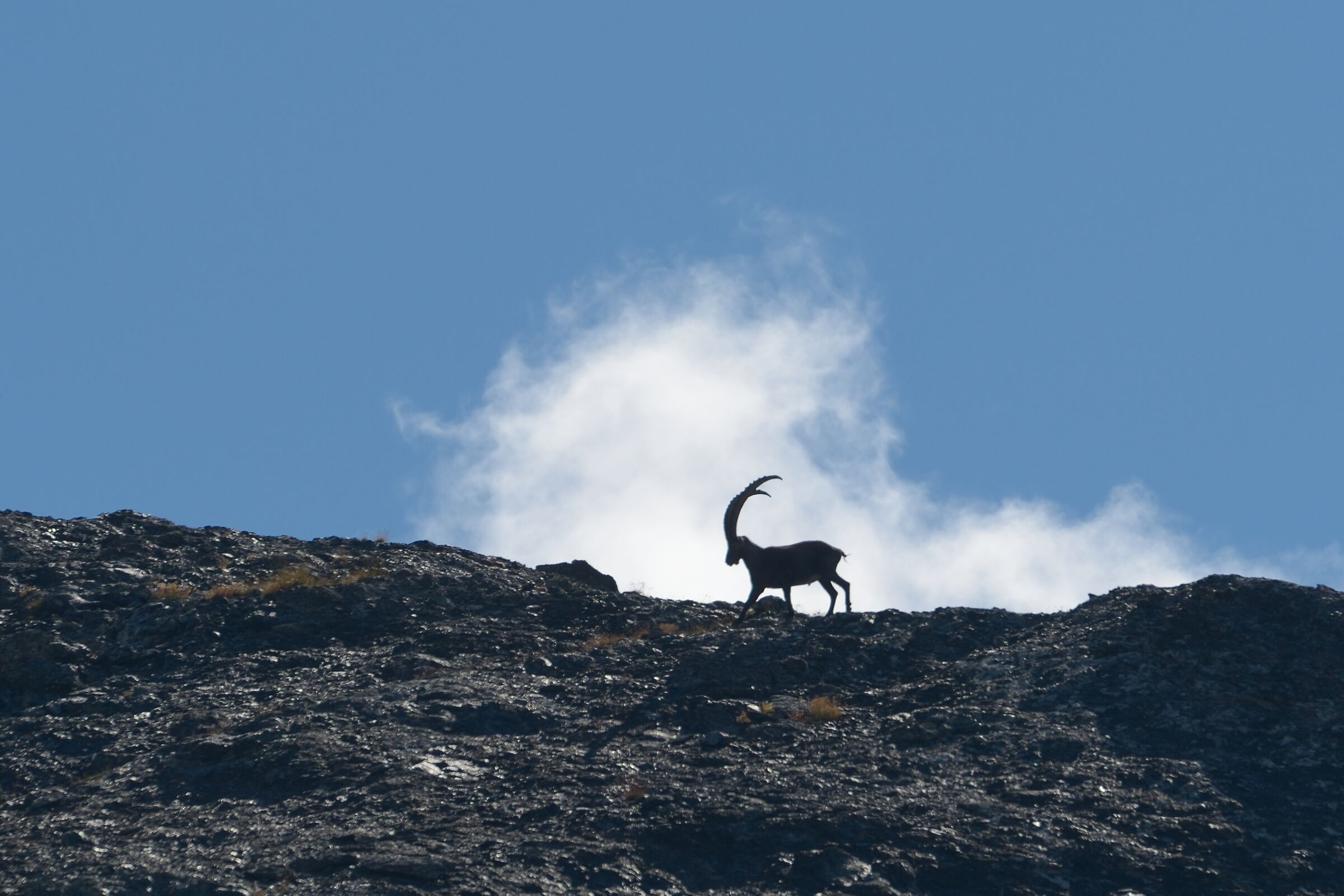 Ibex
