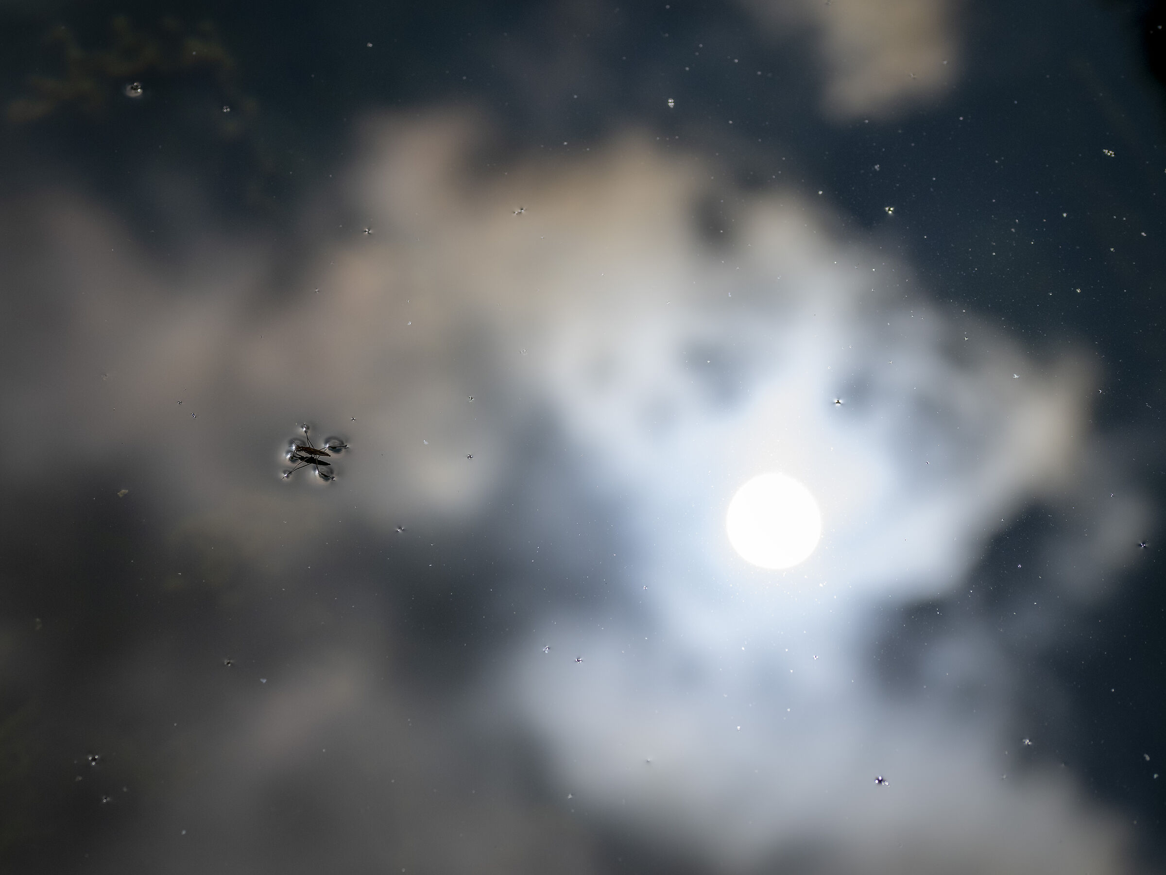 Il sogno del gerride