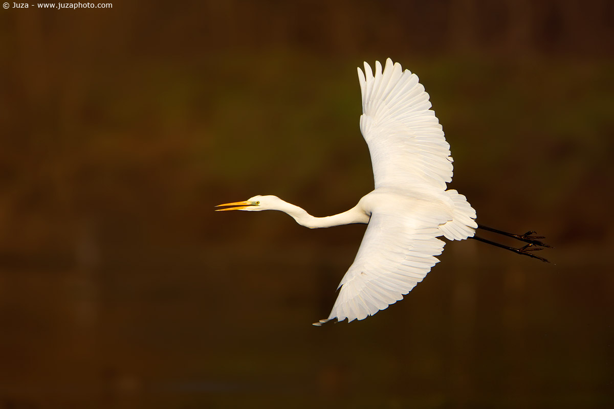 Egretta alba (White Heron), 009149