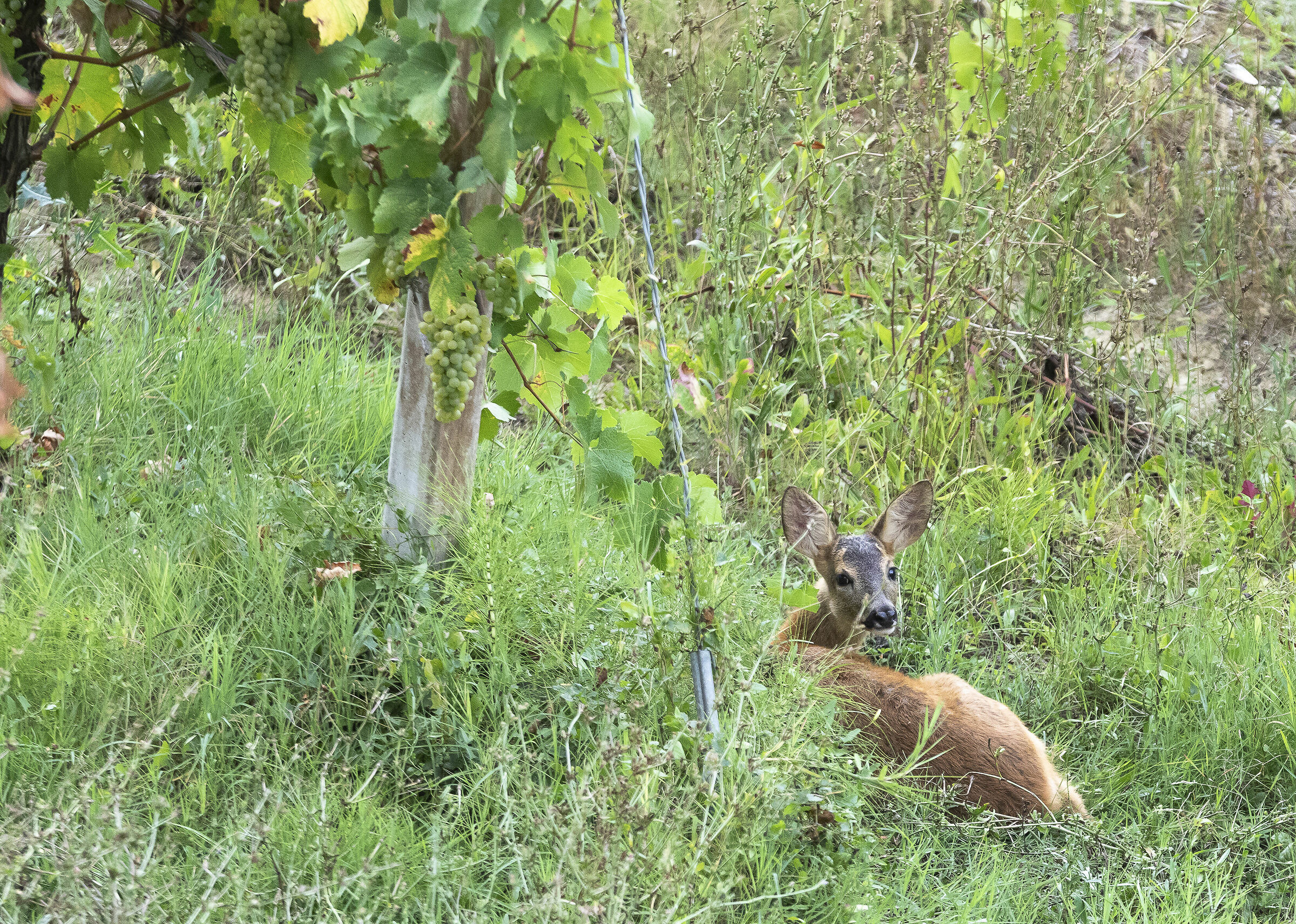 Vigna del Trebbiano di Romagna....