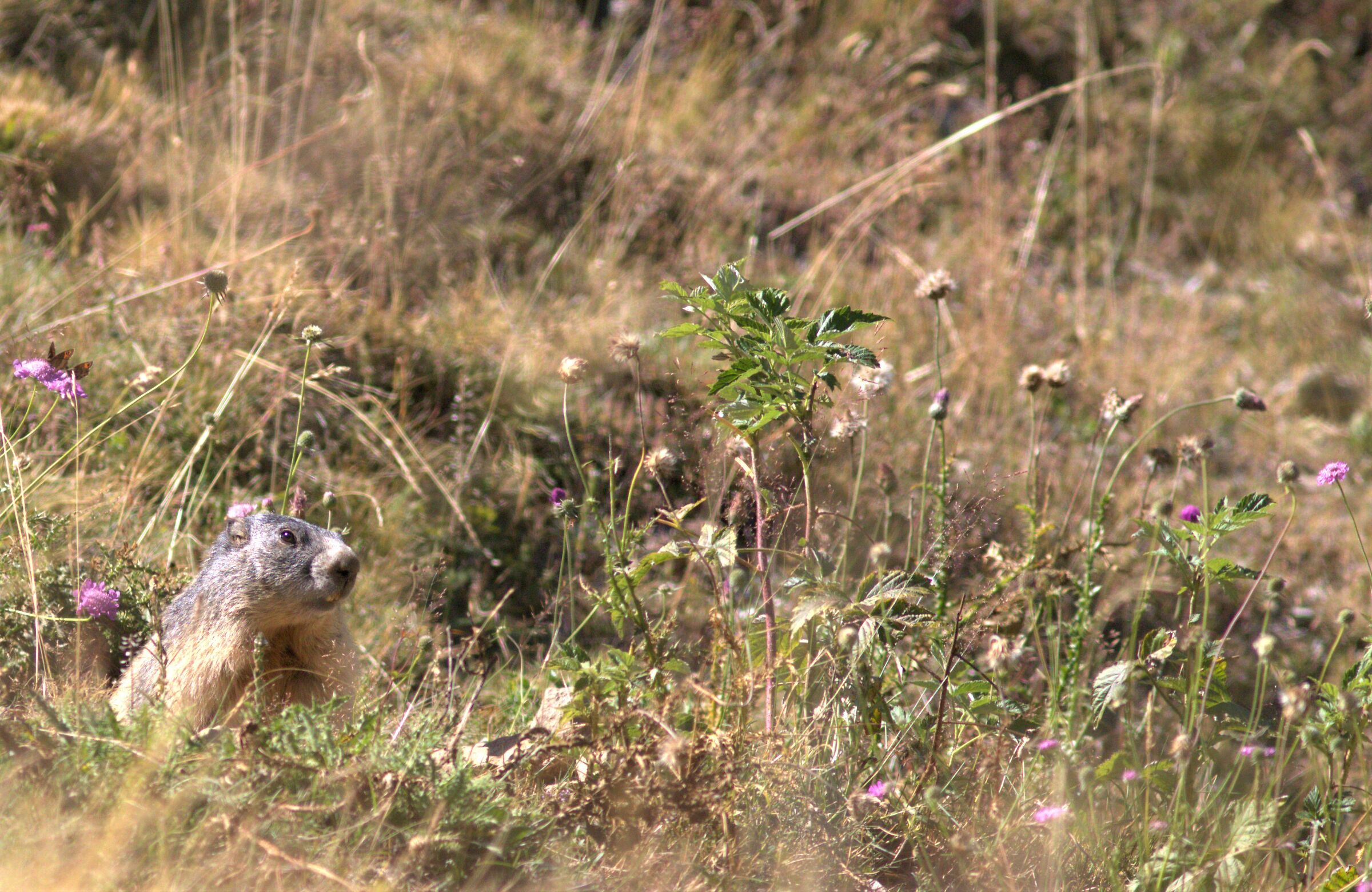 marmotta del colle della lombarda