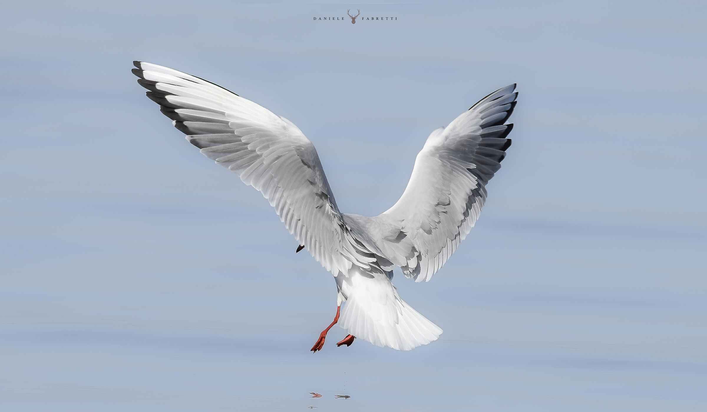 "Seagull landing"