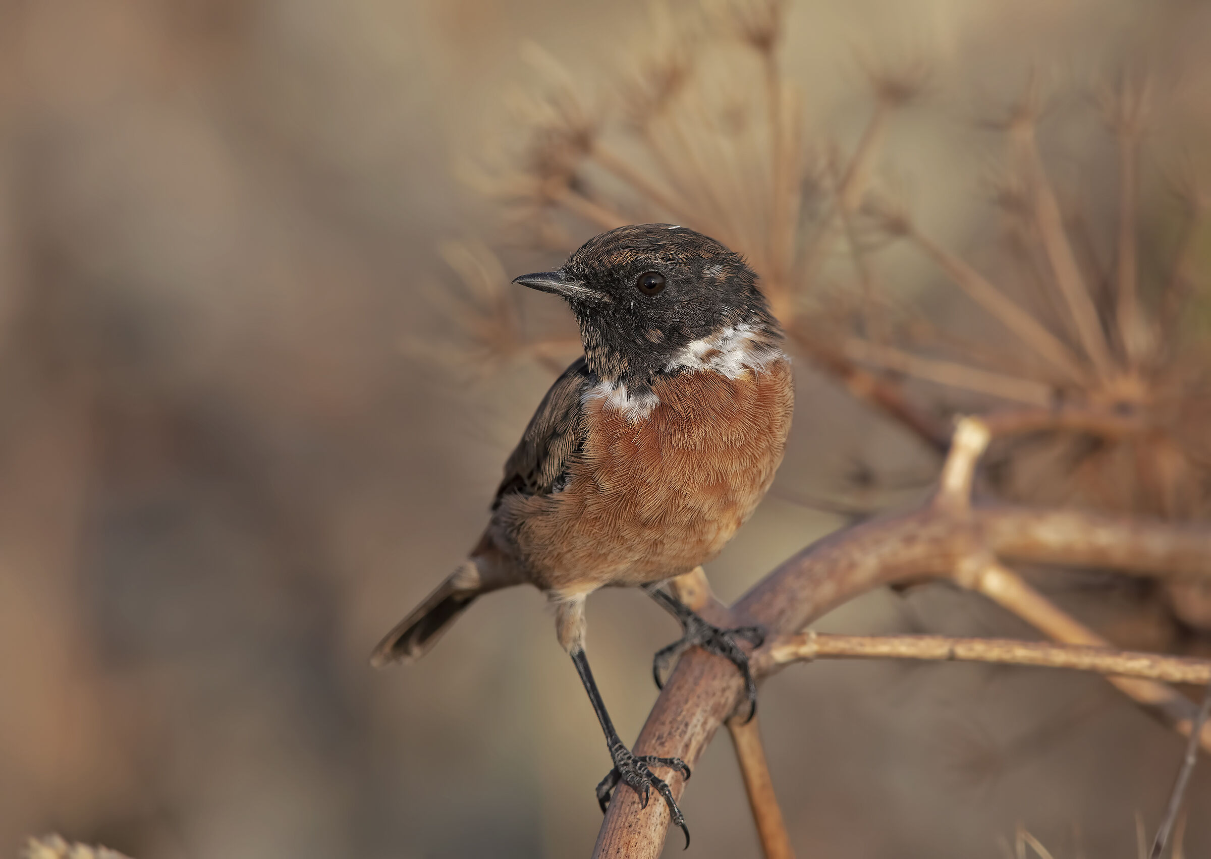 saltimpalo (saxicola torquatus)