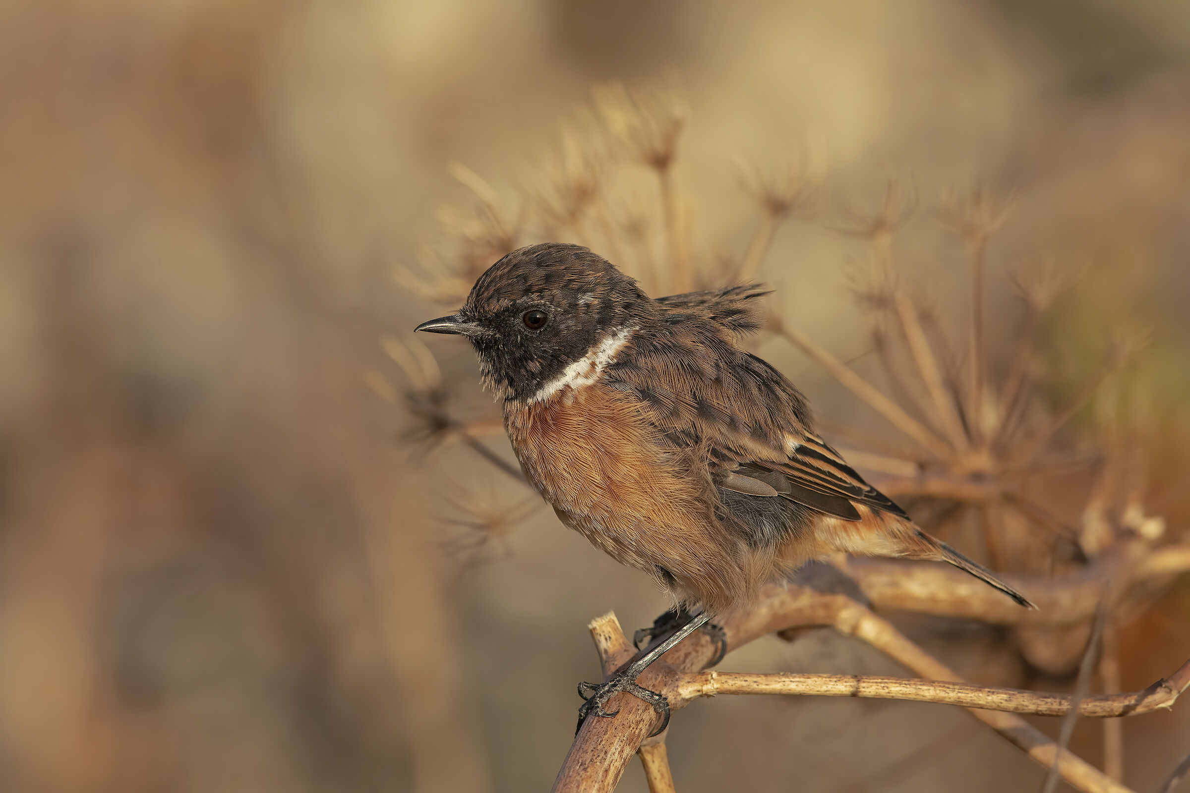 saltimpalo (saxicola torquatus)