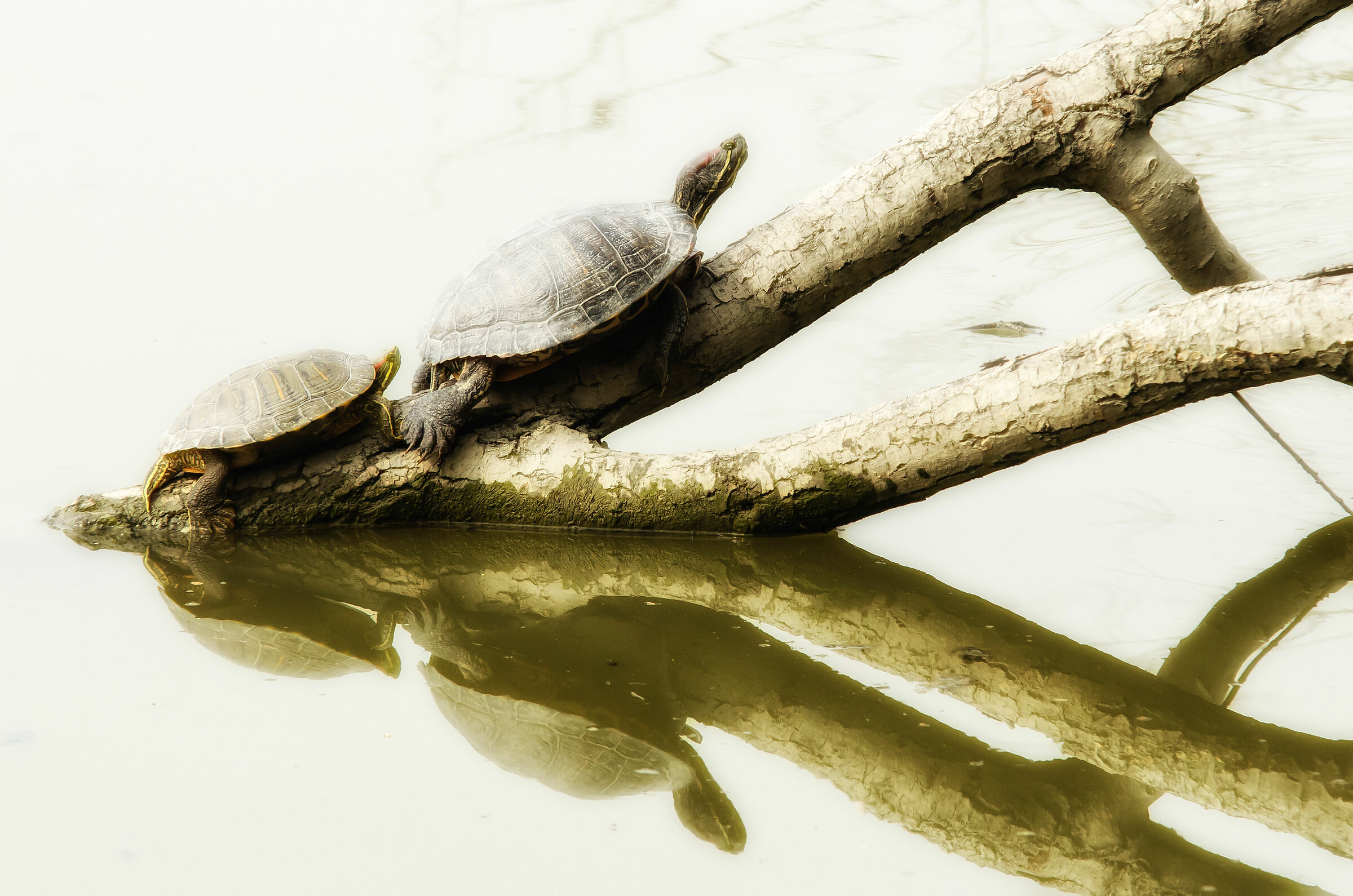 Trachemys scripta