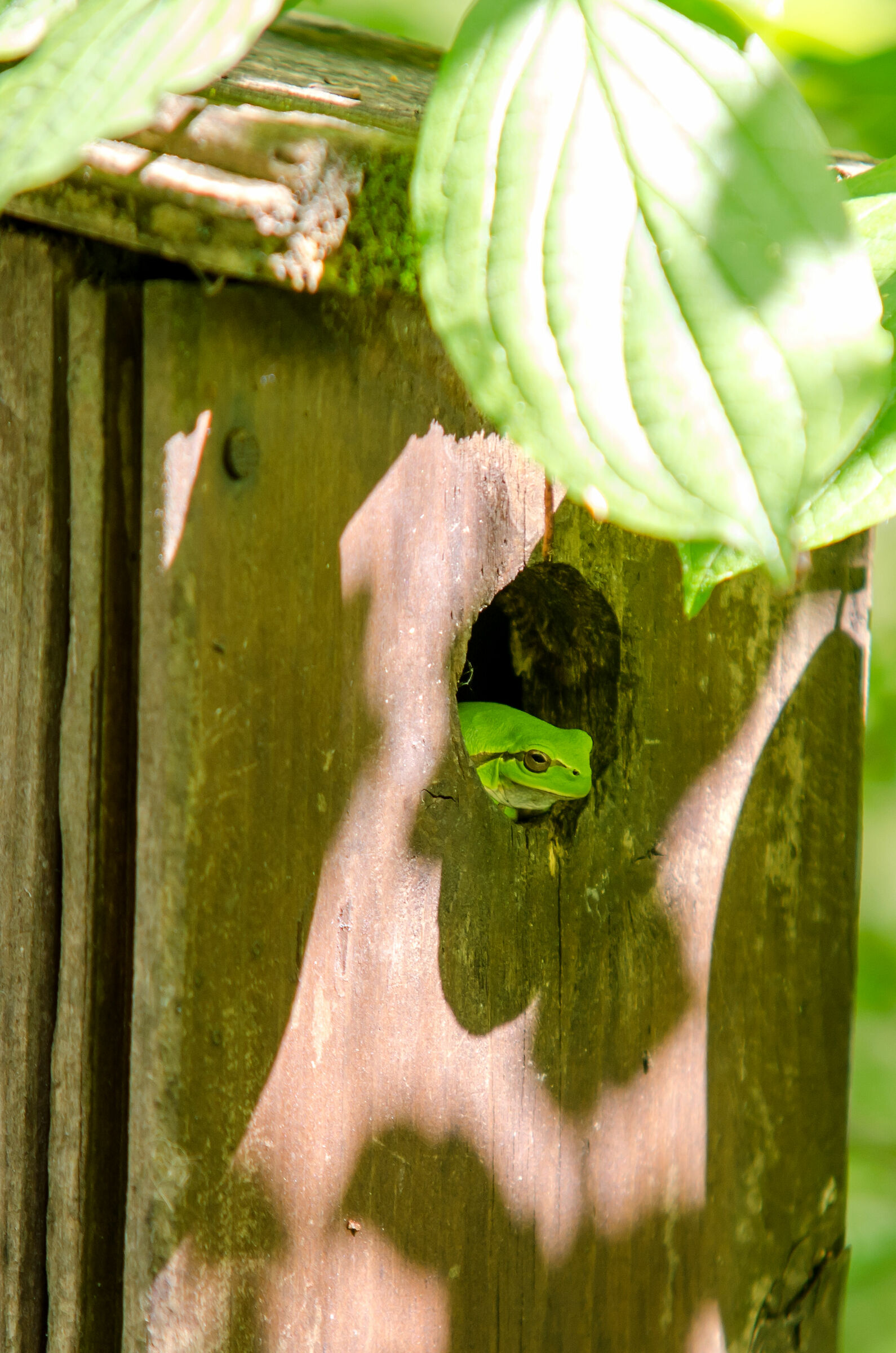 Cincia's nest raganella