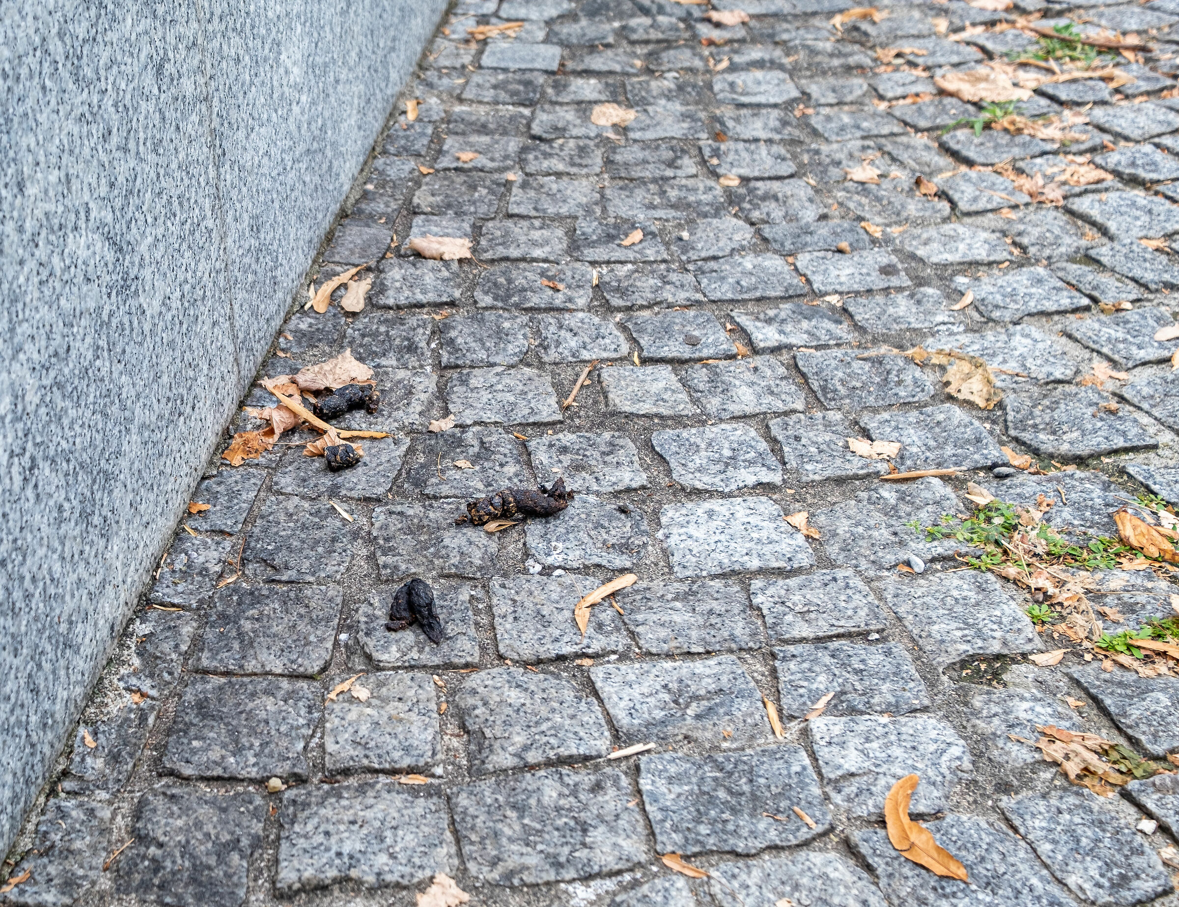 troppa fatica per raccoglierla