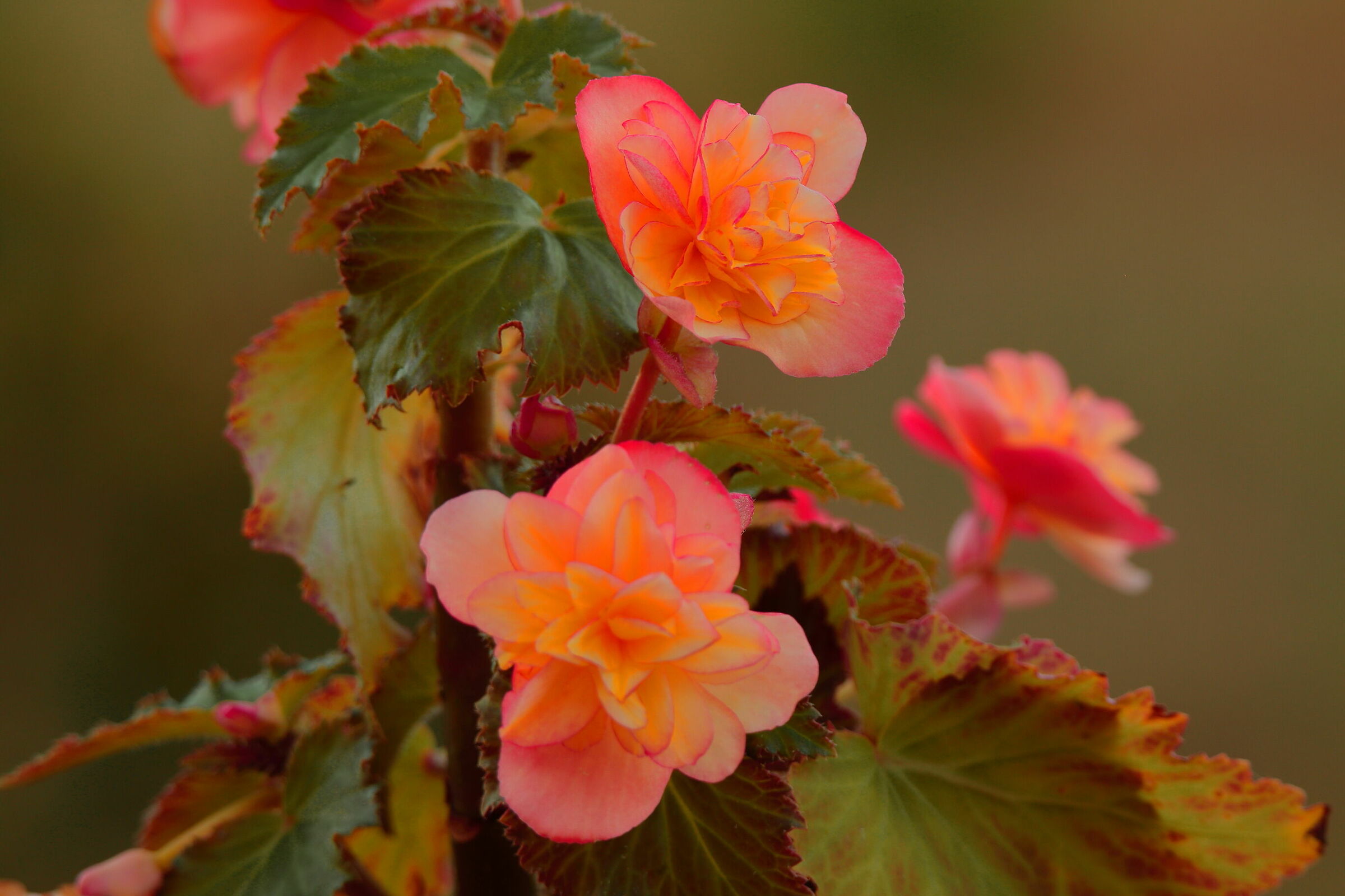 Begonia del giardino