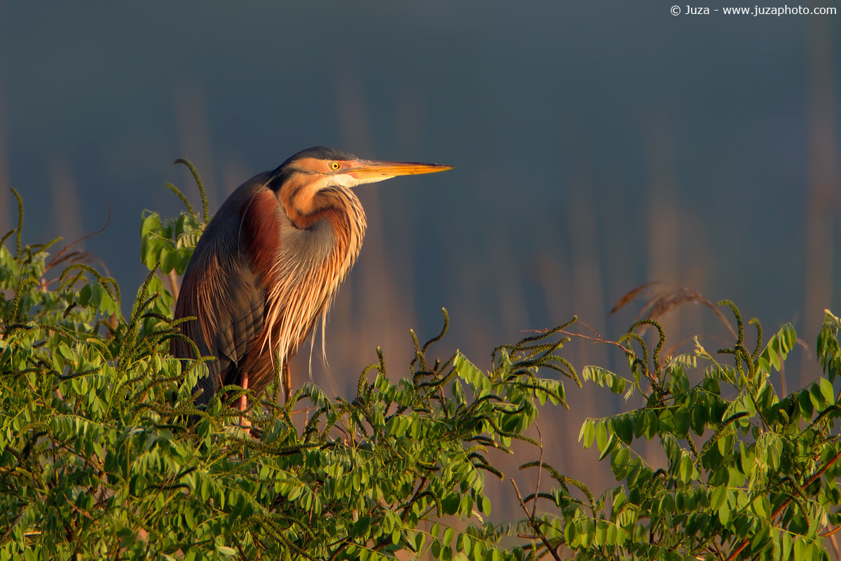 Ardea purpurea (Purple Heron), 012119
