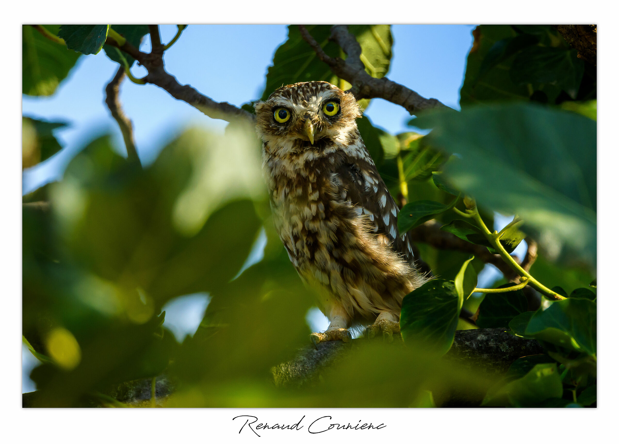 Probabilmente il maschio