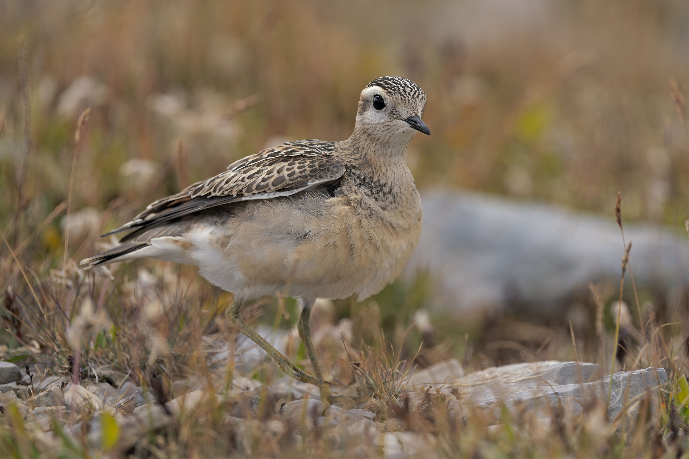 Il Piviere tortolino