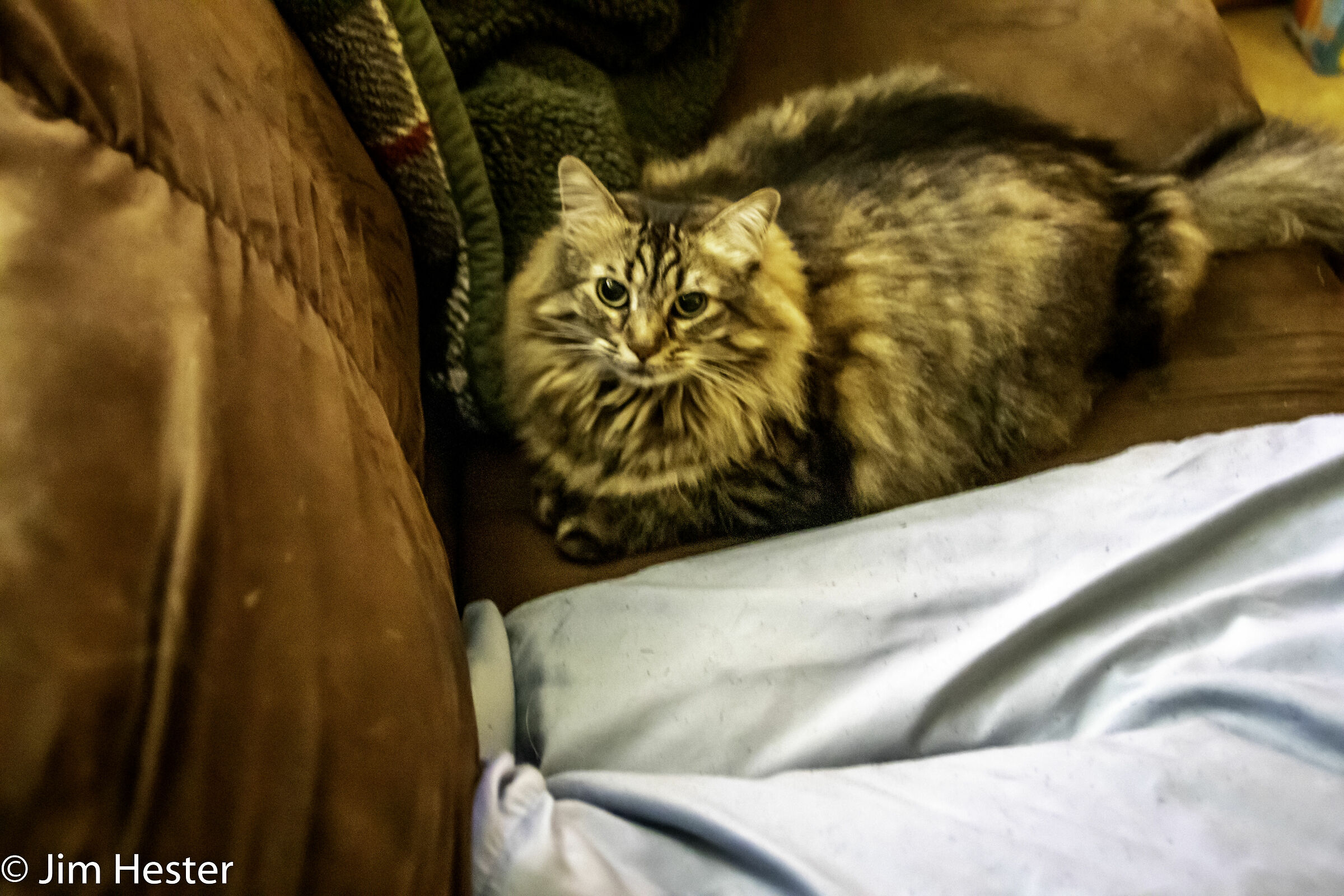 Gatto rilassante su un divano