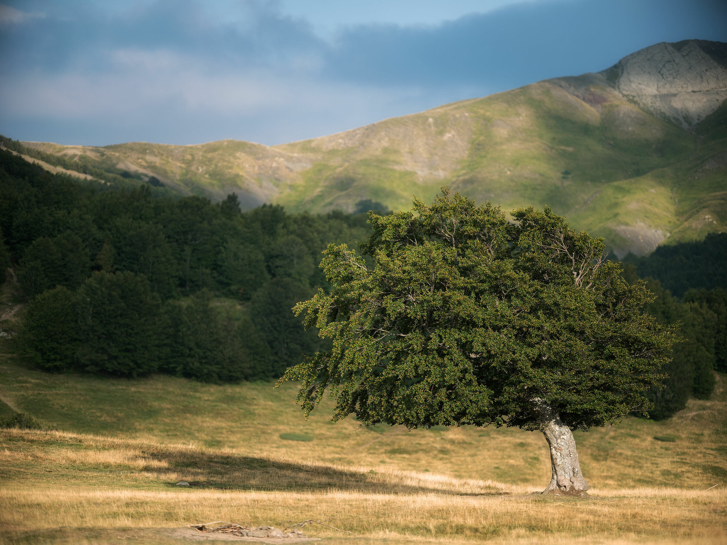 Beech trees of Sara's Meadows