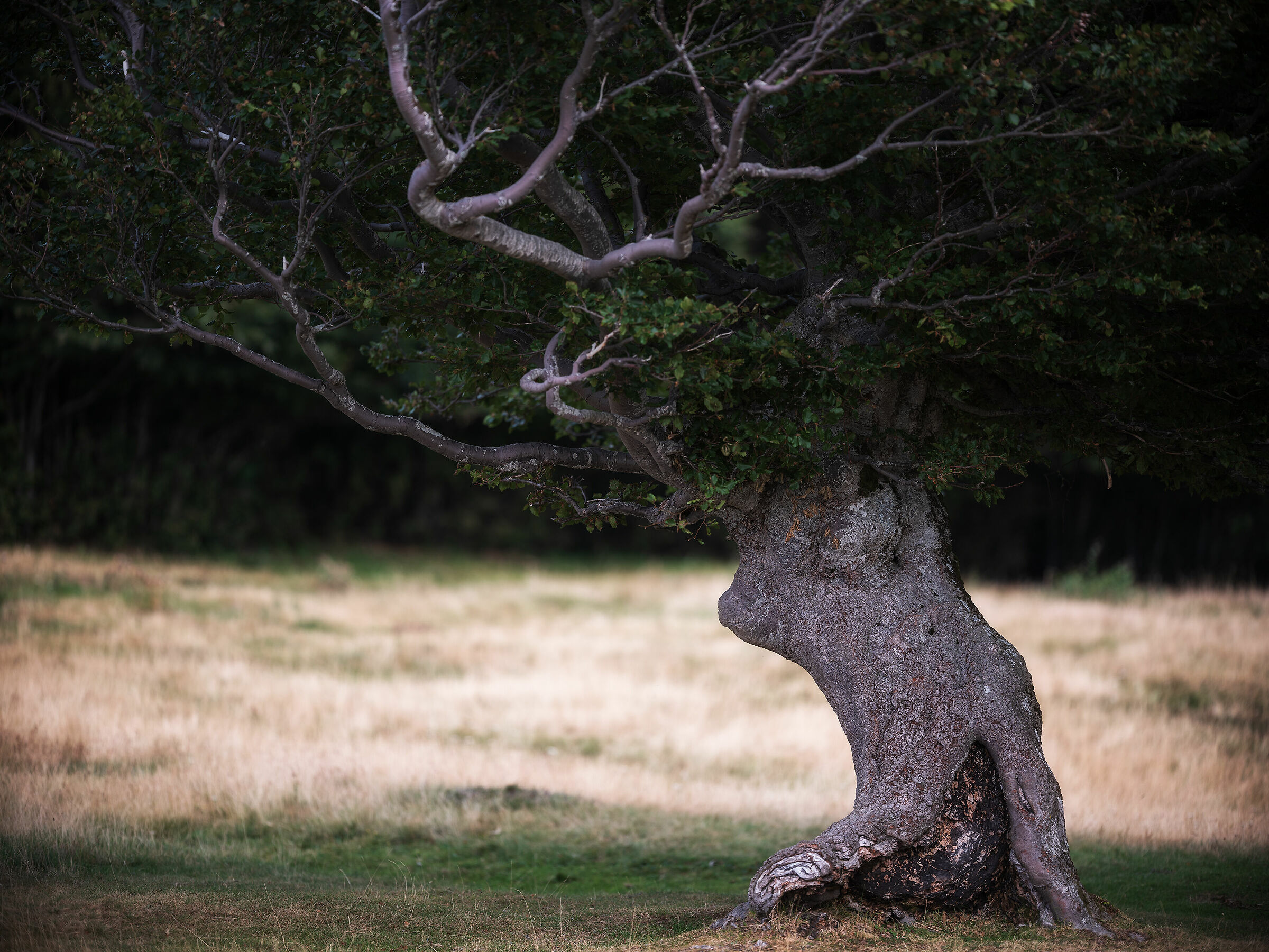 Beech trees of Sara's Meadows