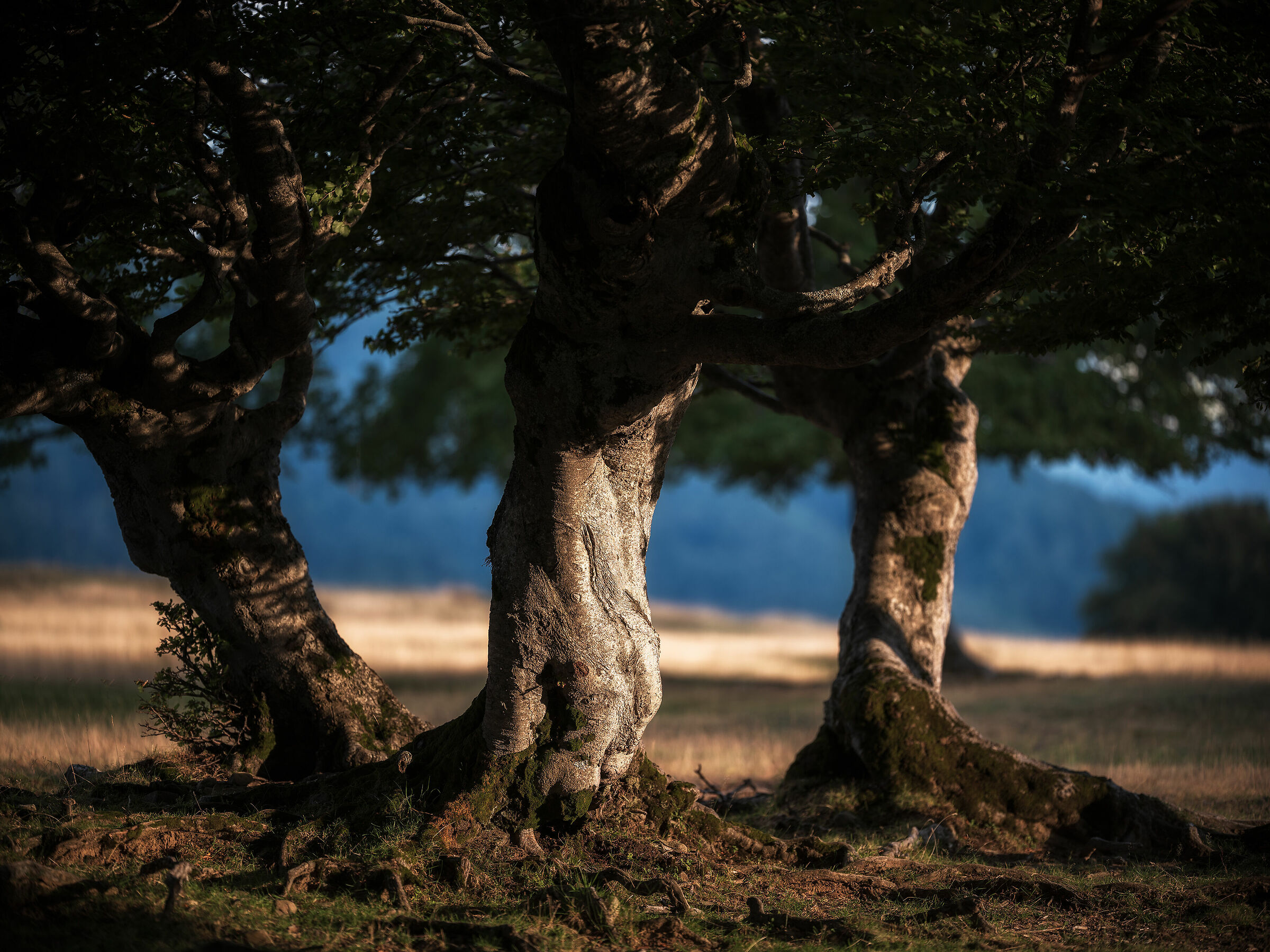 Beech trees of Sara's Meadows