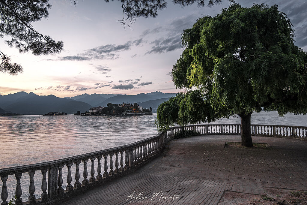 L'albero degli innamorati - Stresa