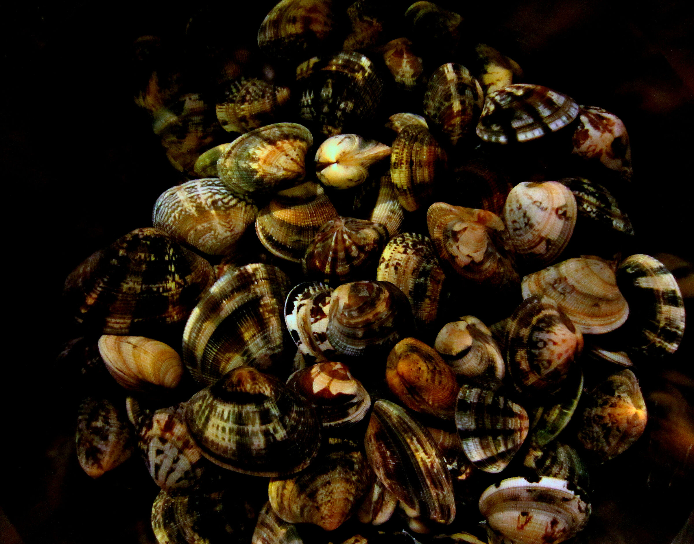 vongole