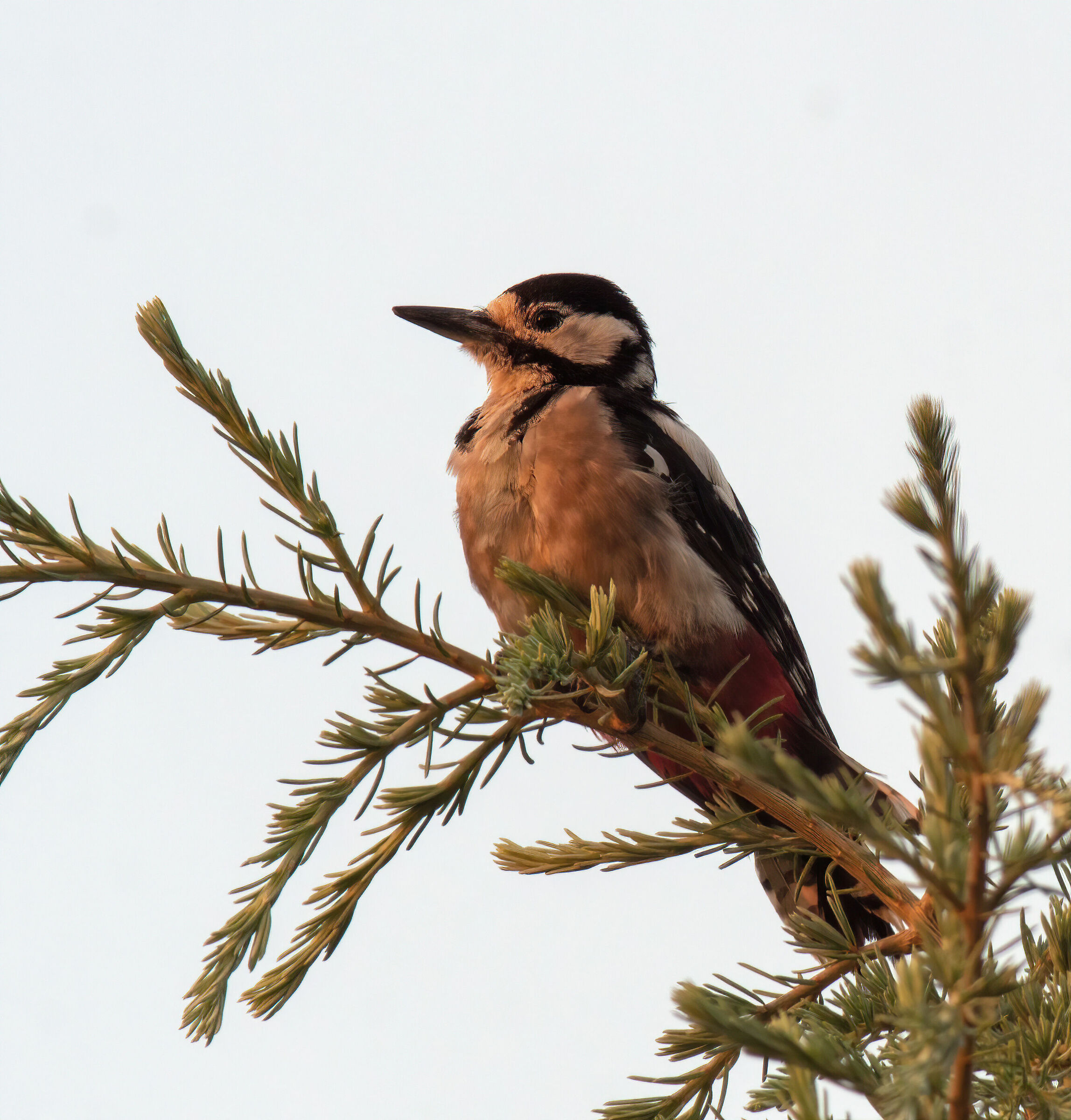 Picchia picchiarello