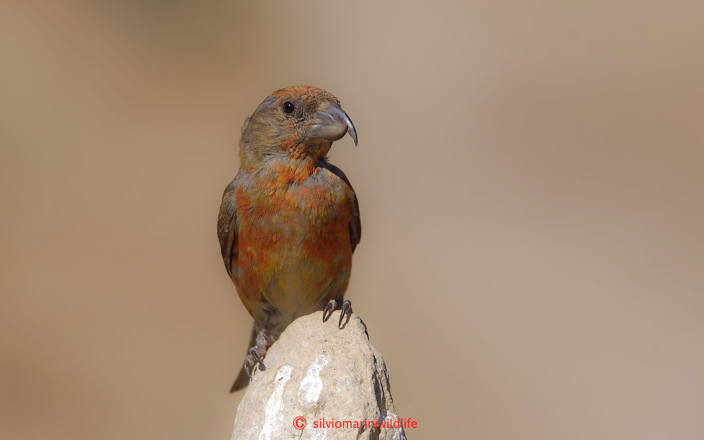 Crociere (Loxia curvirostra) male