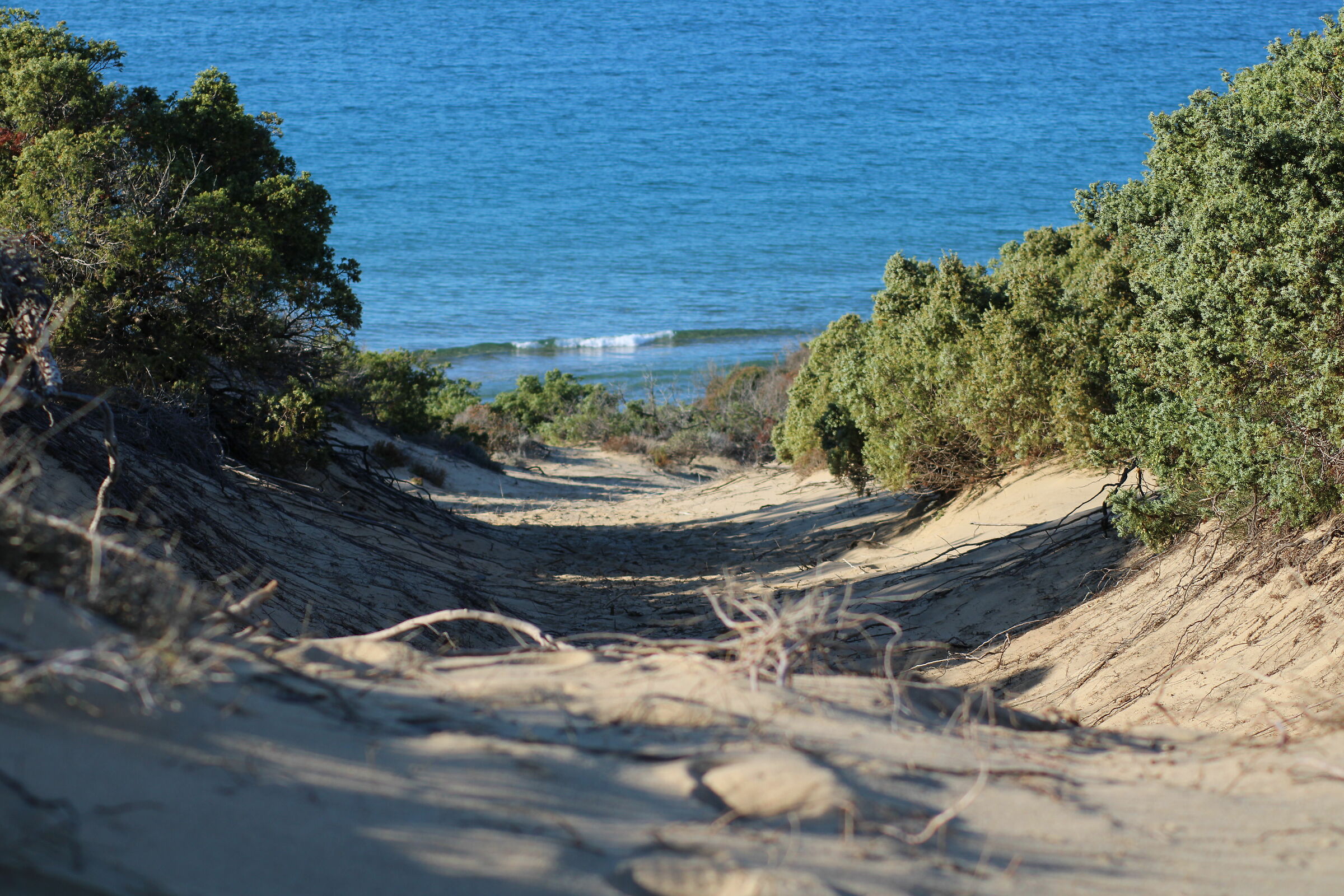 Tra dune vegetazione e mare