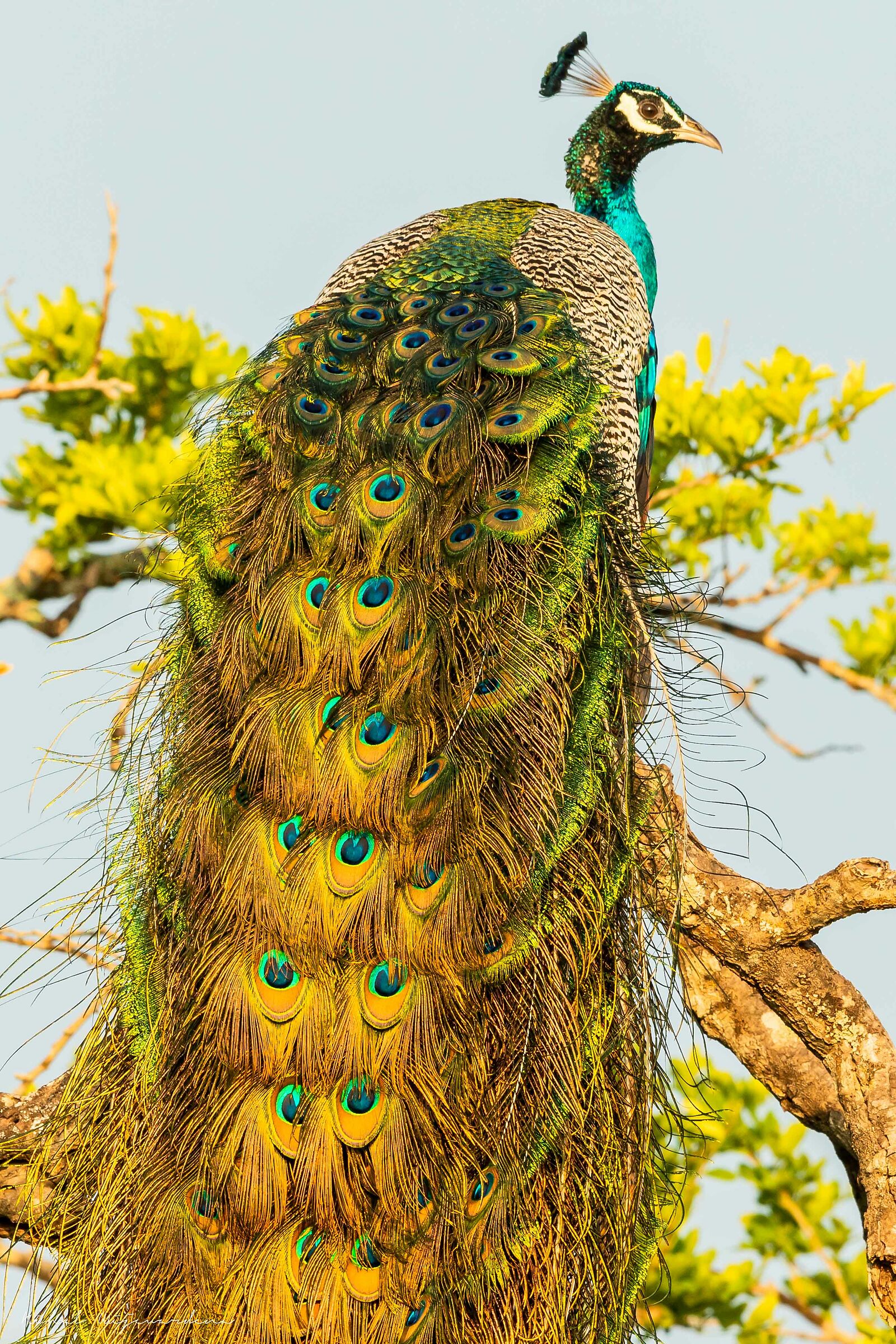 Peacock on a tree top