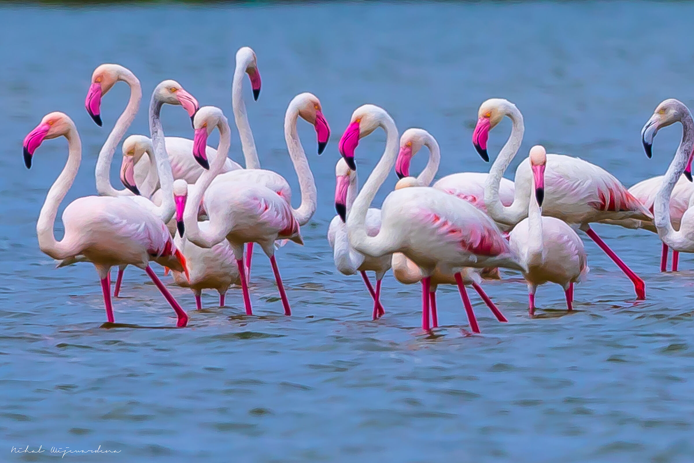 Flamingos long way from home