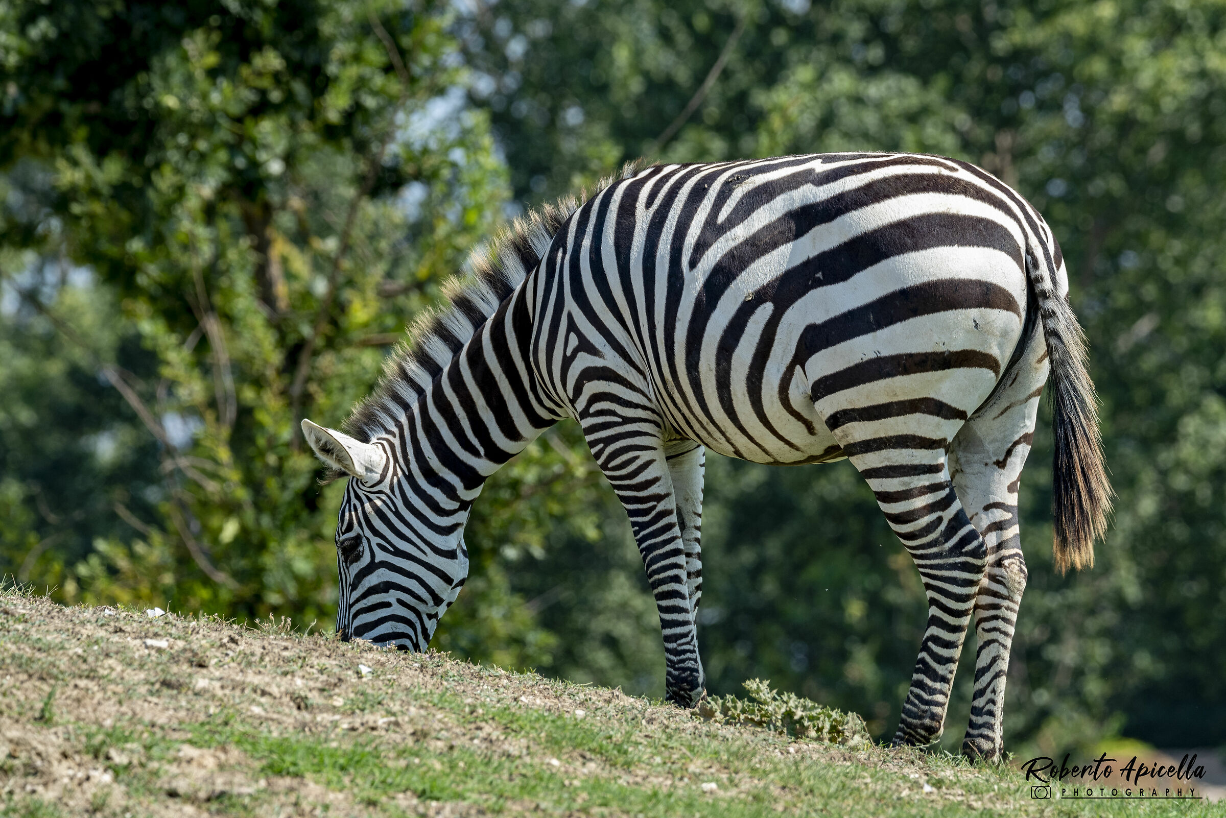 zebra solitaria