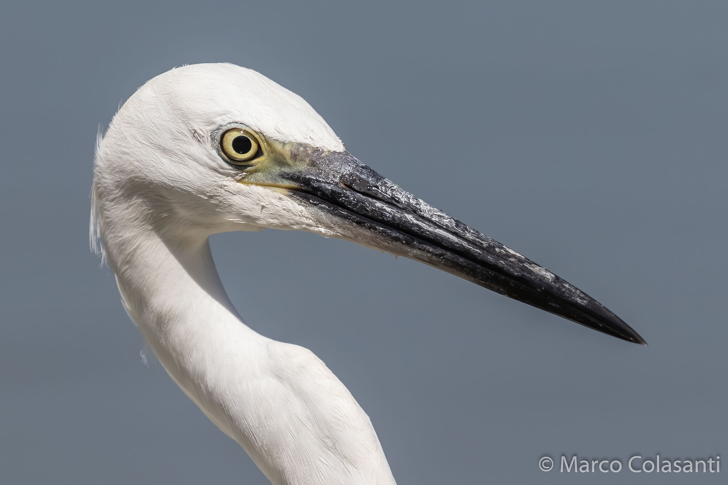 egrets in the foreground