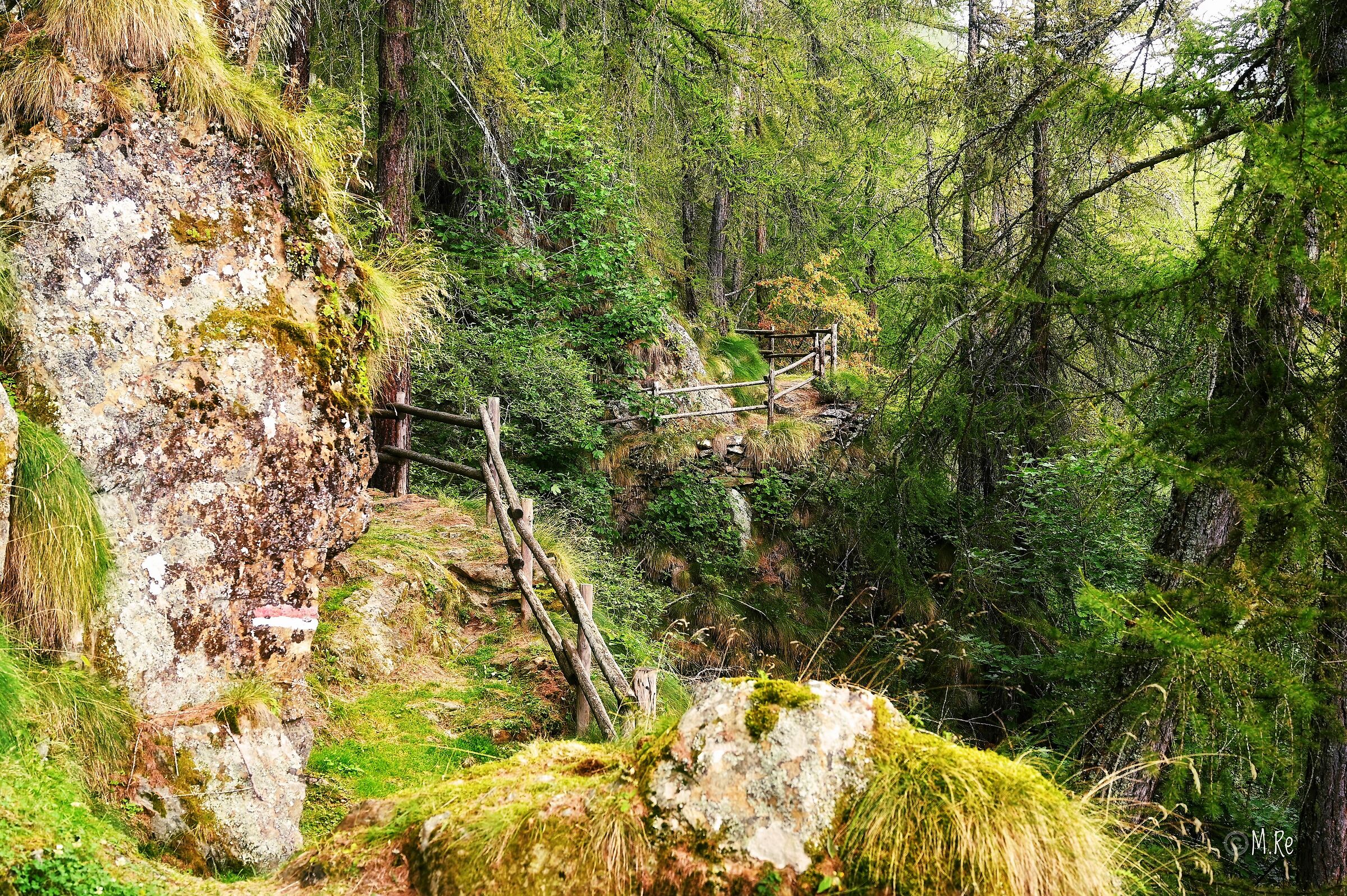 Nel bosco