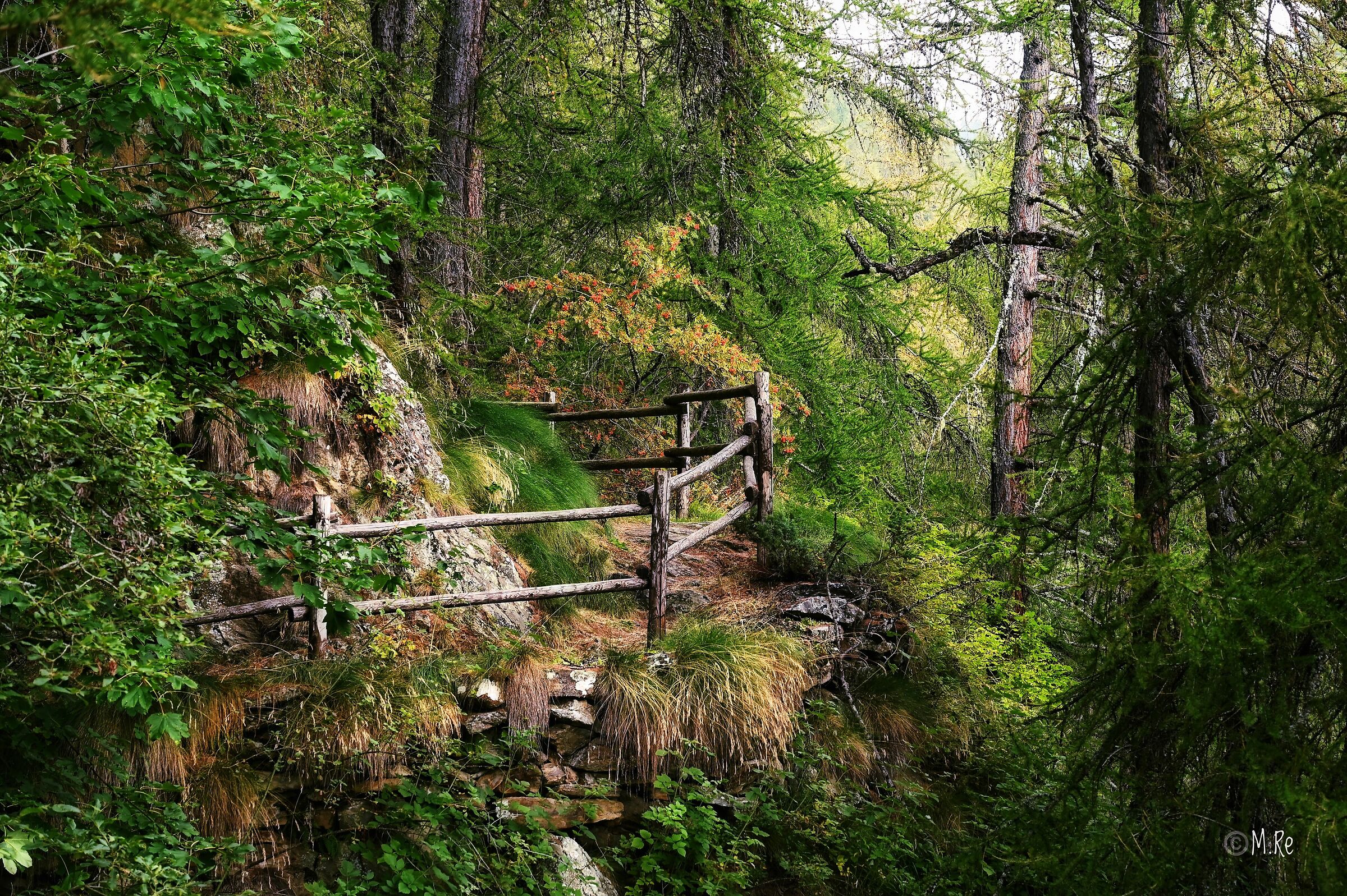 Nel bosco 2